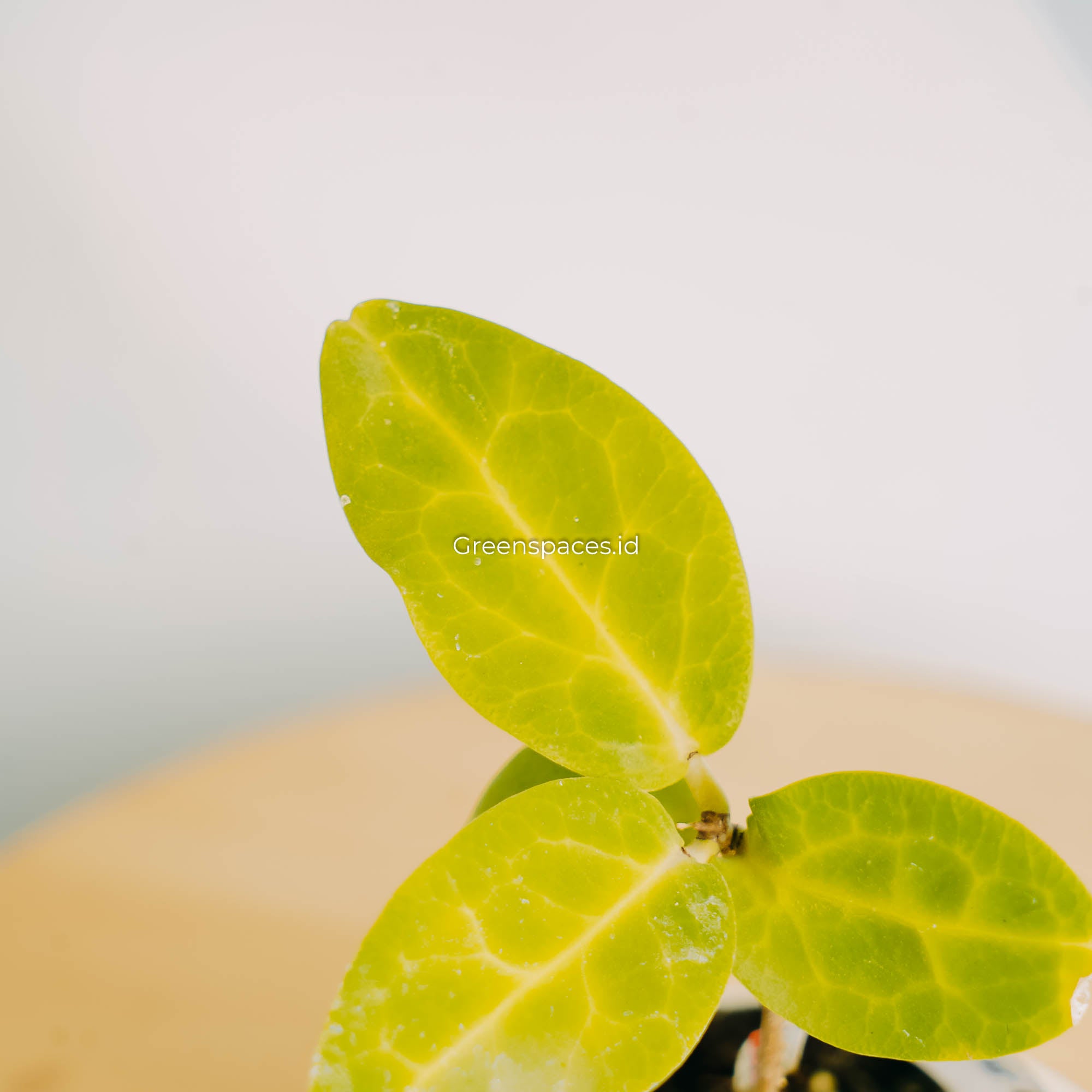 Hoya Megalaster-Greenspaces.id