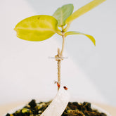 Hoya Megalaster-Greenspaces.id