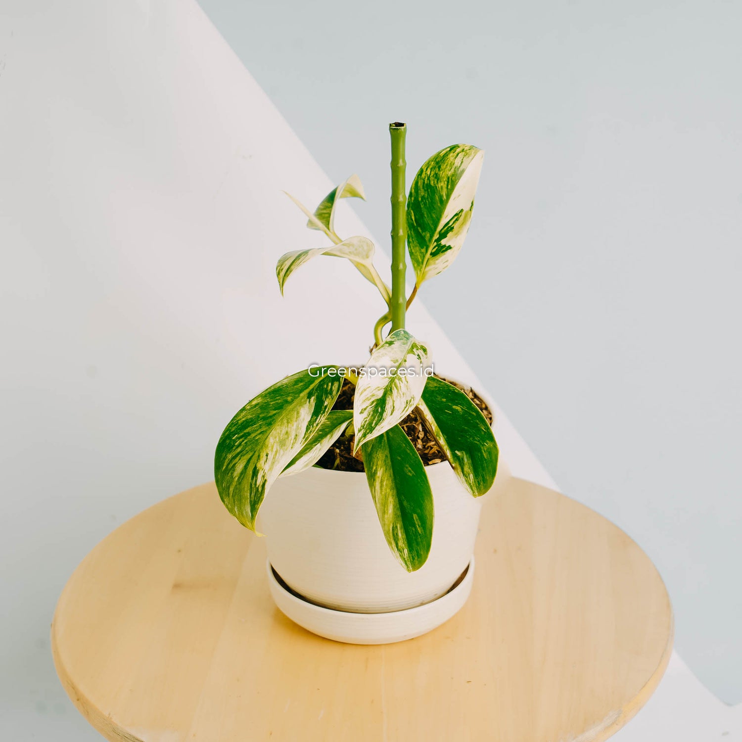 Rhaphidophora Elliptifolia Variegated-Greenspaces.id