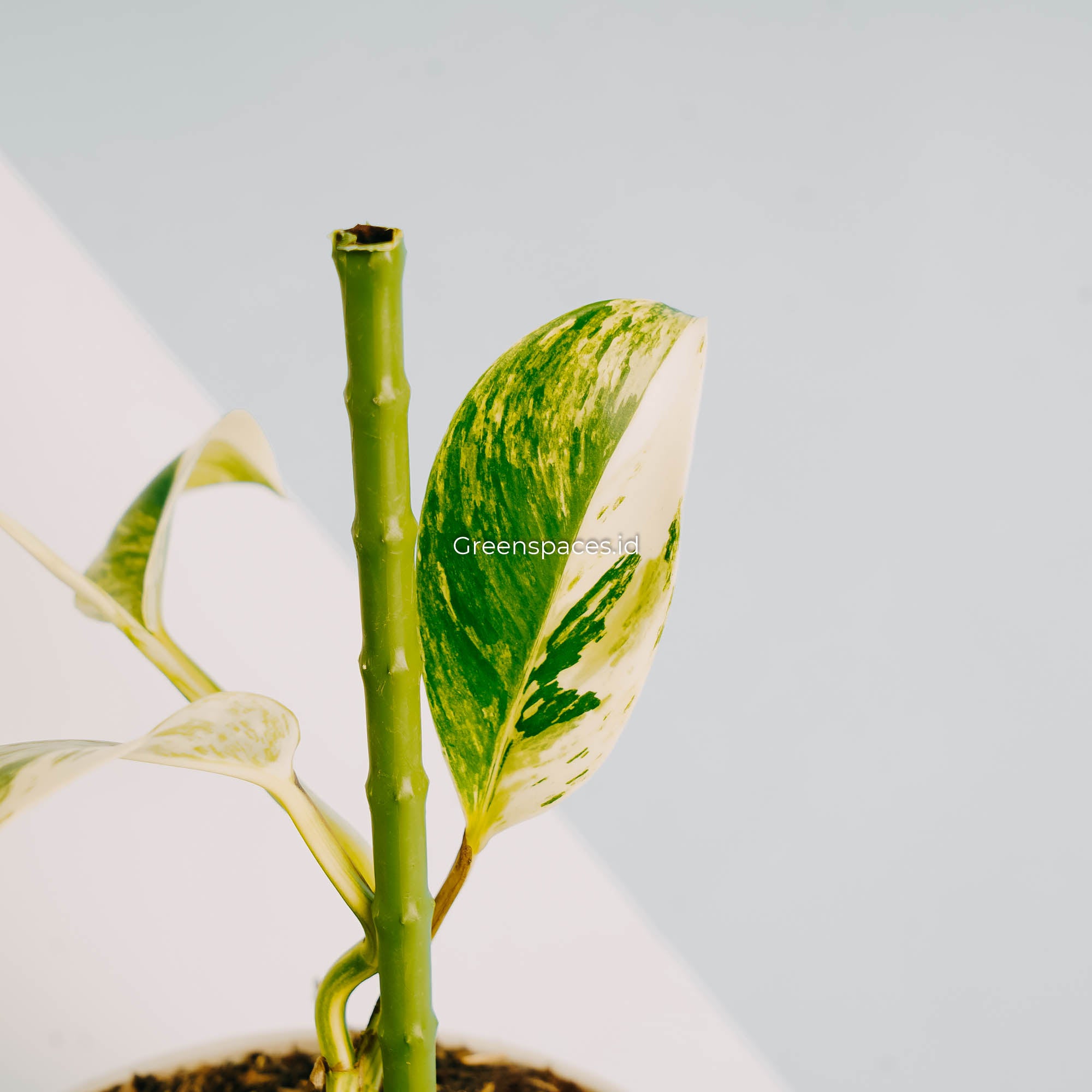 Rhaphidophora Elliptifolia Variegated-Greenspaces.id