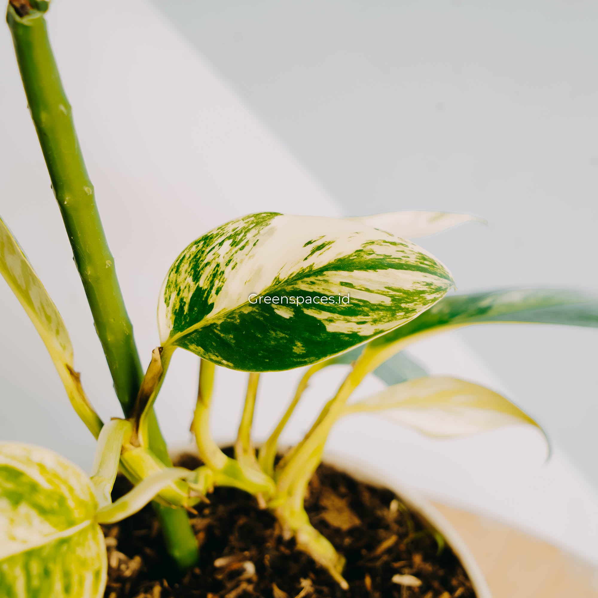 Rhaphidophora Elliptifolia Variegated-Greenspaces.id