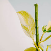 Rhaphidophora Elliptifolia Variegated-Greenspaces.id