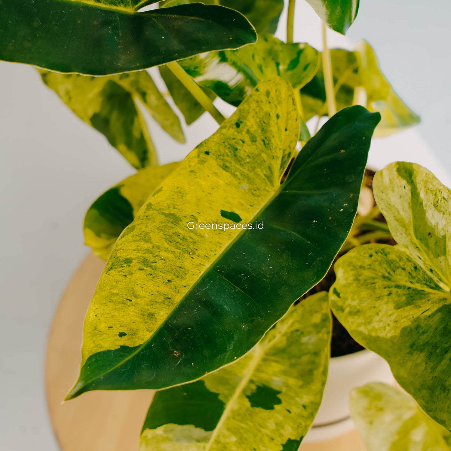 Philodendron Burle Marx Mint Variegated-Greenspaces.id