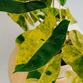 Philodendron Burle Marx Mint Variegated-Greenspaces.id