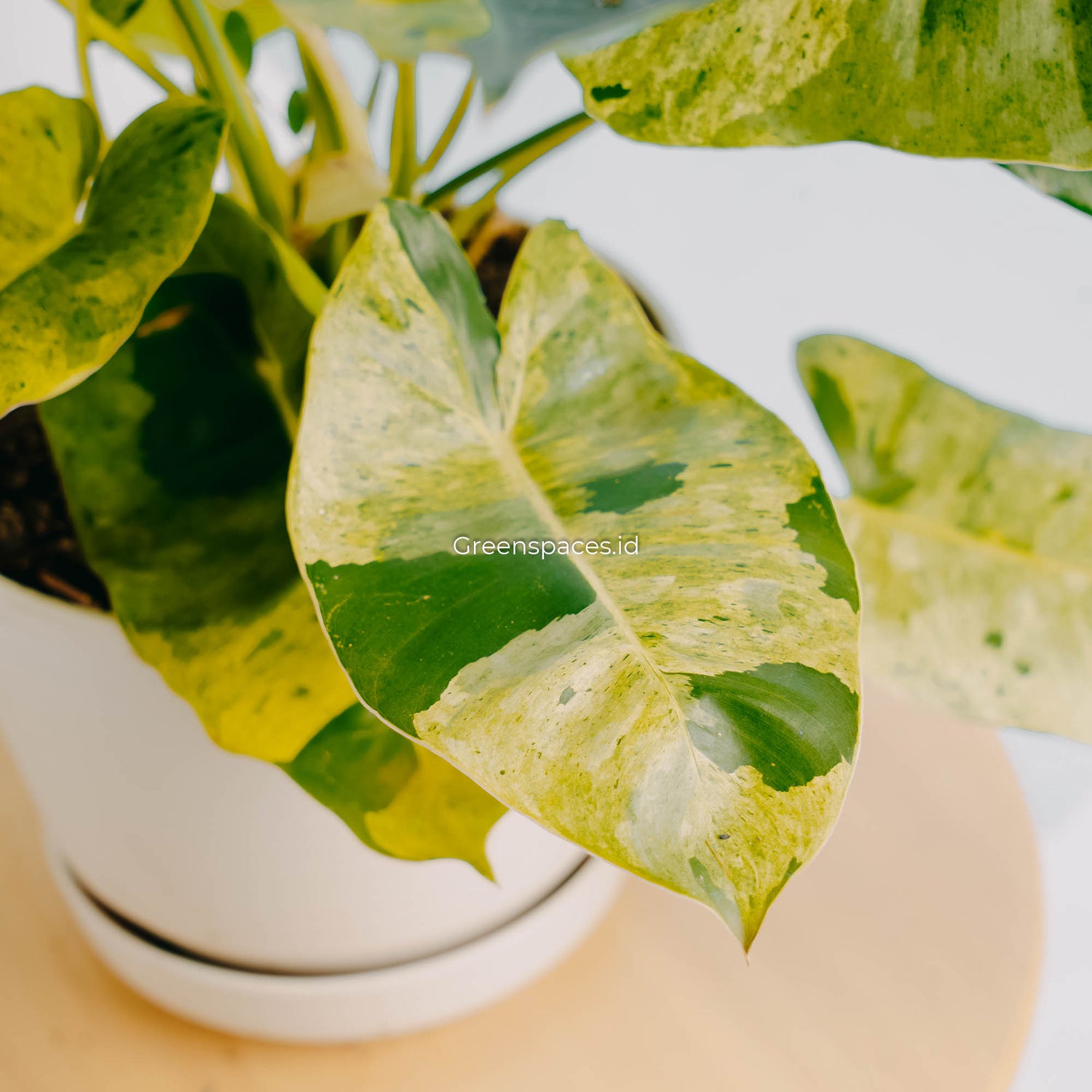 Philodendron Burle Marx Mint Variegated-Greenspaces.id