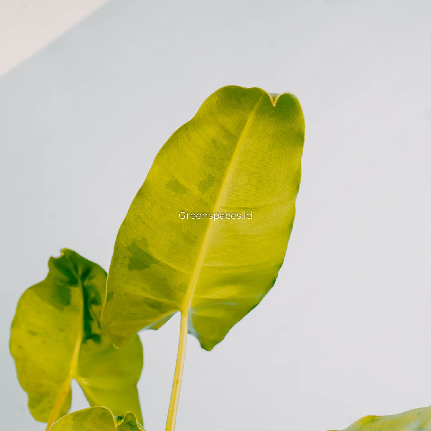 Philodendron Burle Marx Mint Variegated-Greenspaces.id