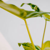 Philodendron Burle Marx Mint Variegated-Greenspaces.id