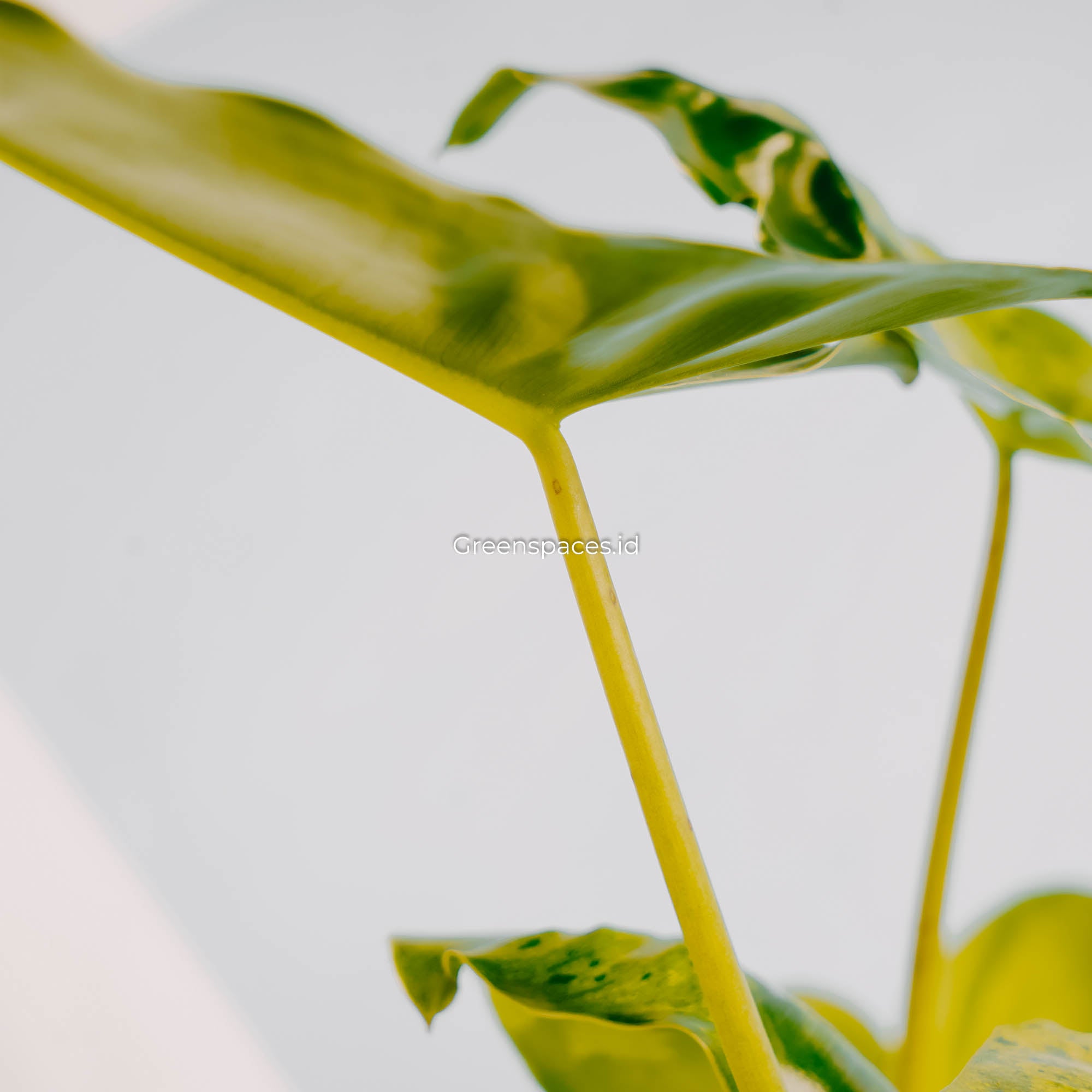 Philodendron Burle Marx Mint Variegated-Greenspaces.id