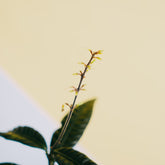 Labisia Sp black bone - Greenspaces.id