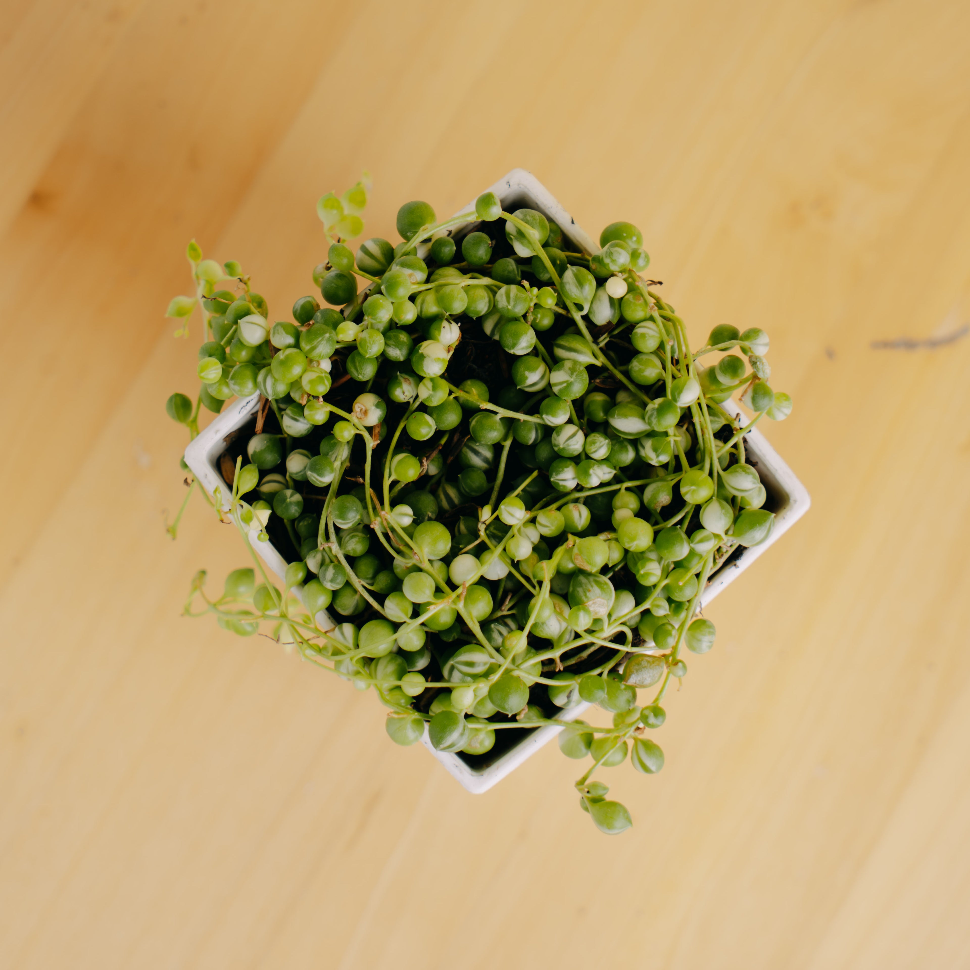 String of pearls variegated - Greenspaces.id