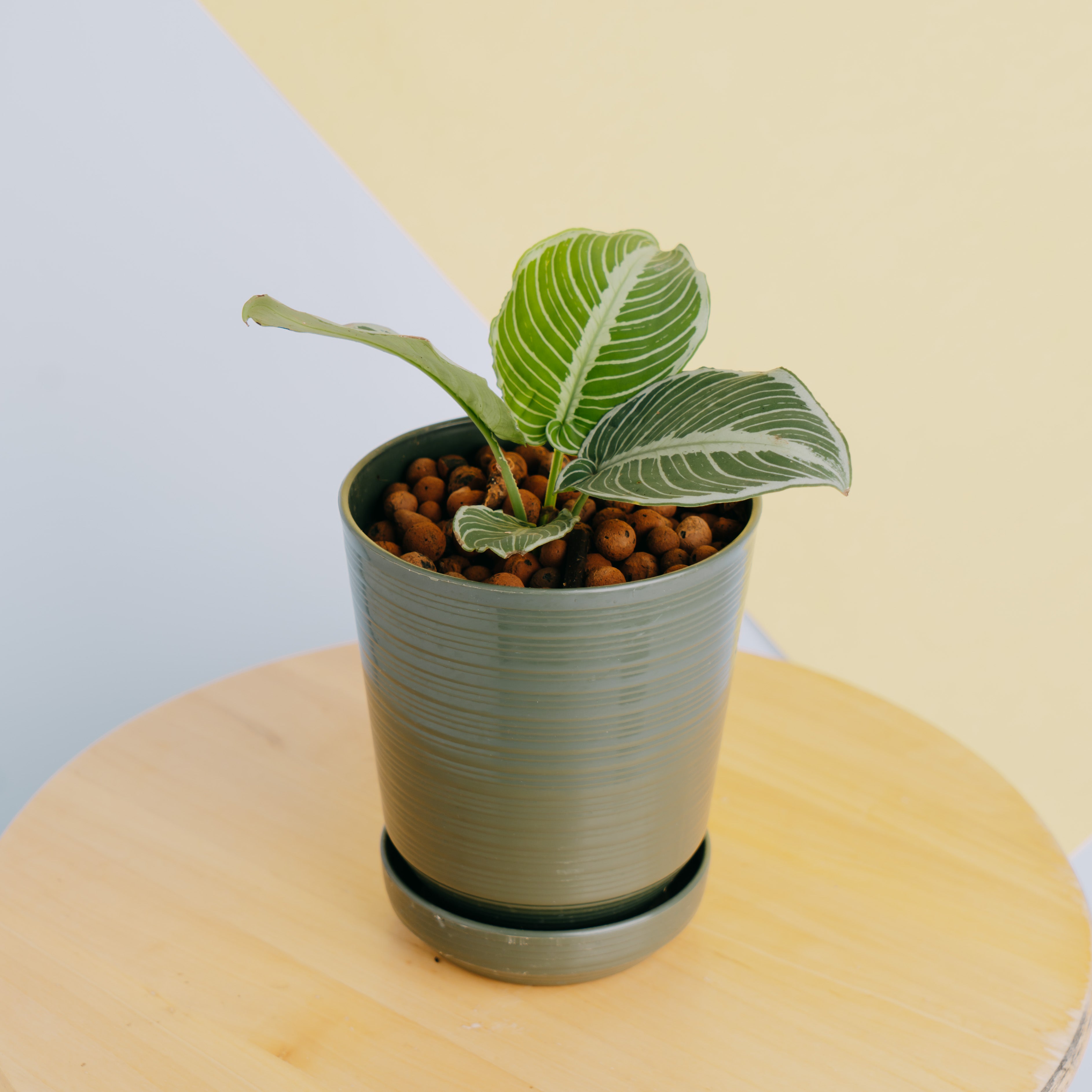 Schismatoglottis chevron - Greenspaces.id