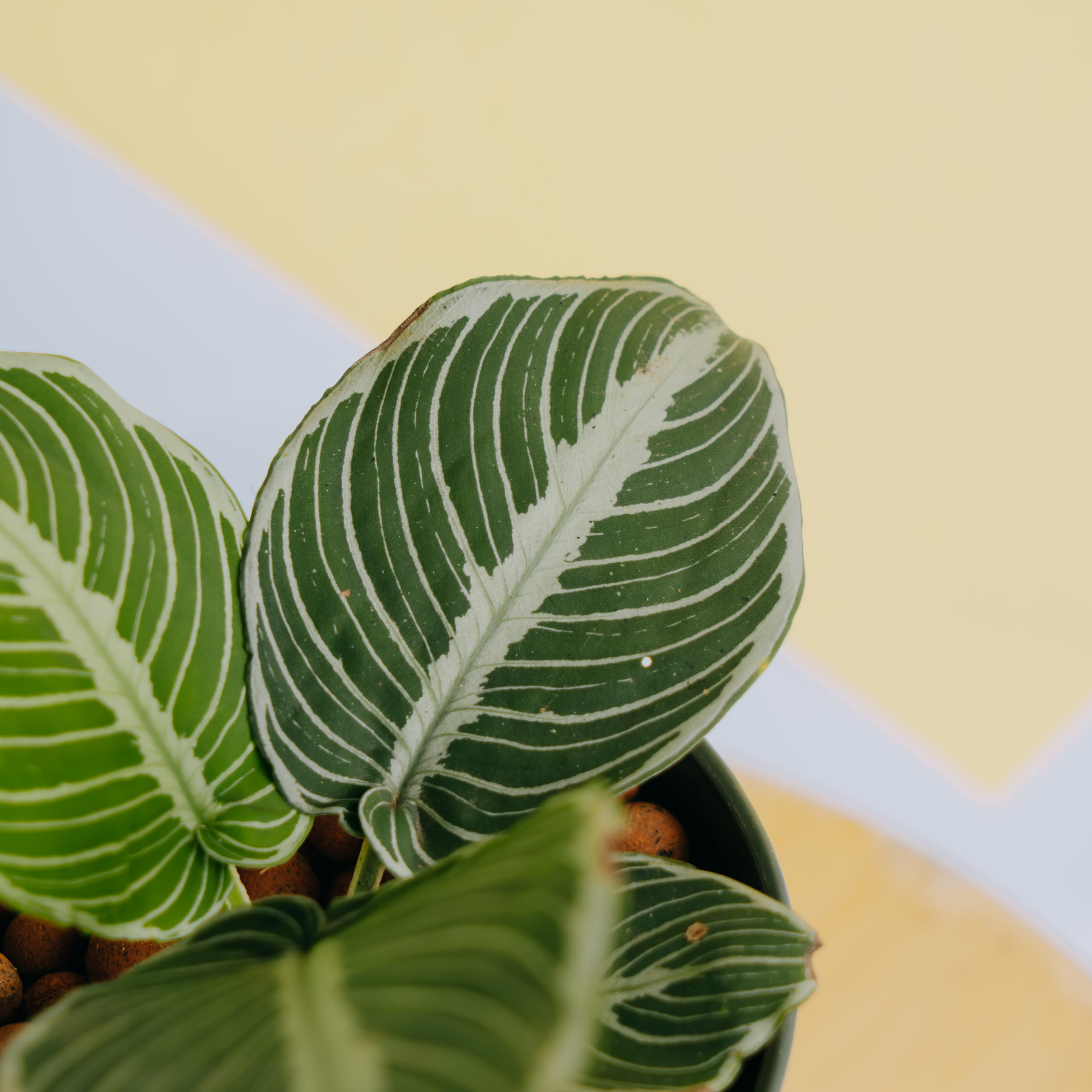 Schismatoglottis chevron - Greenspaces.id