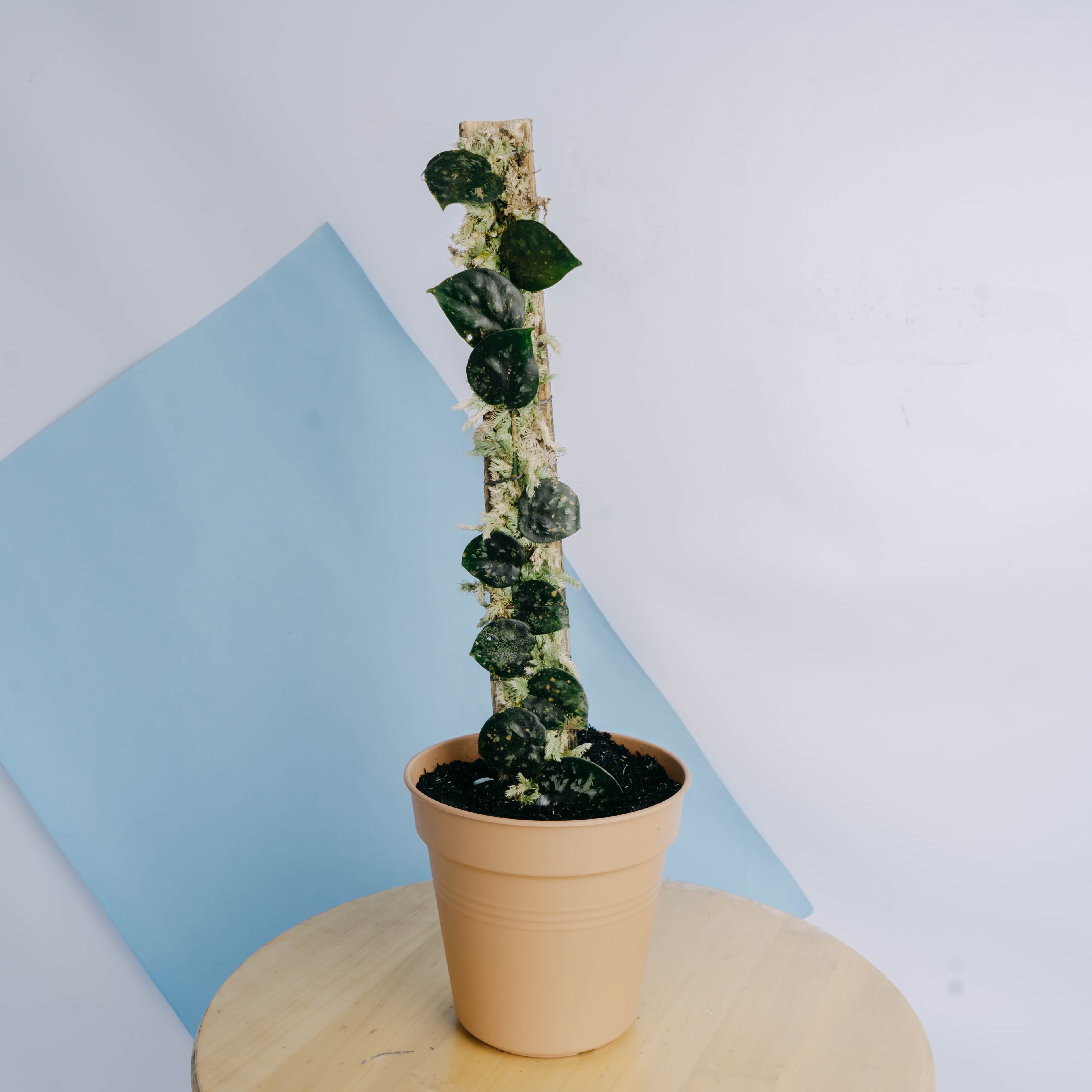 Scindapsus Black Mamba