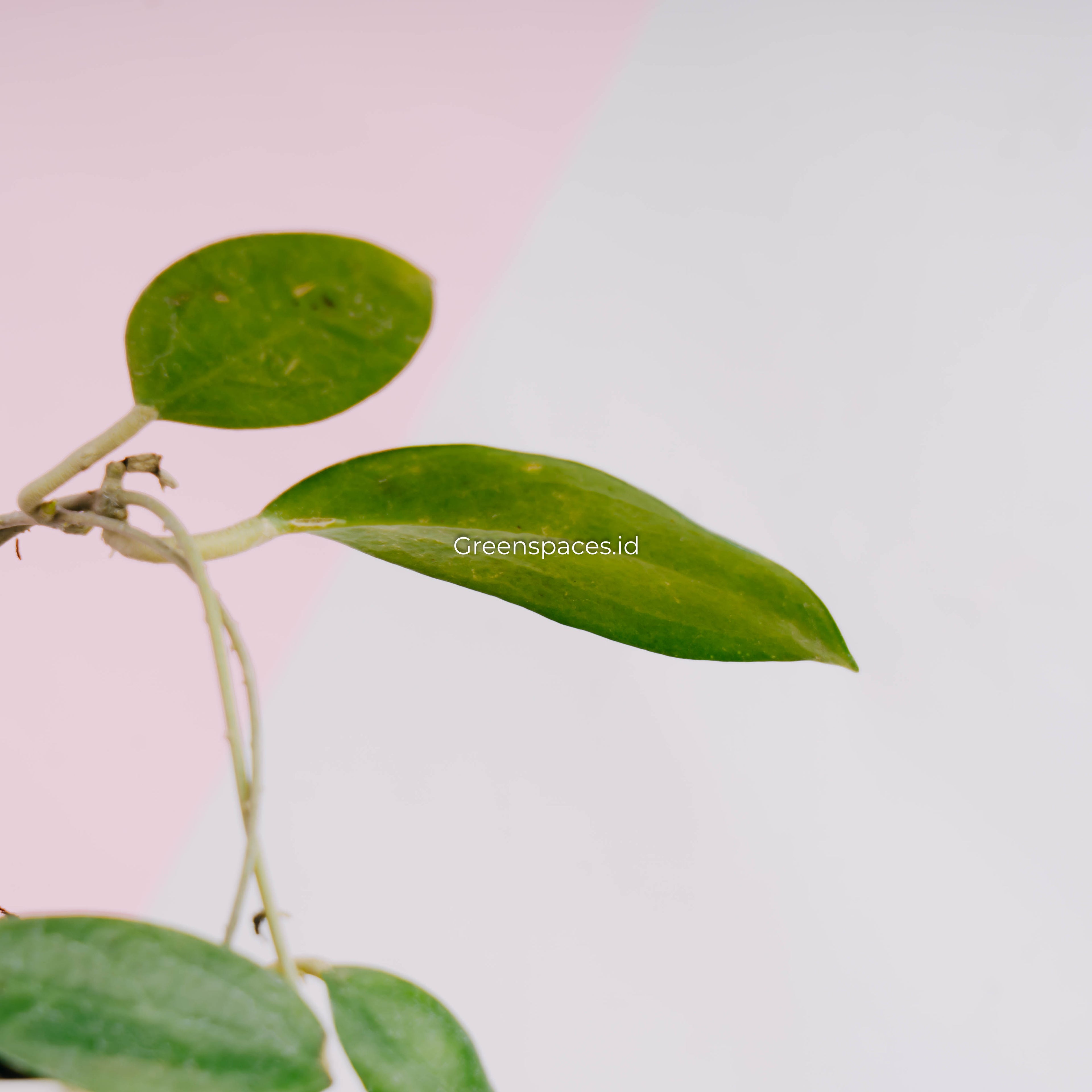 Hoya sp sumba