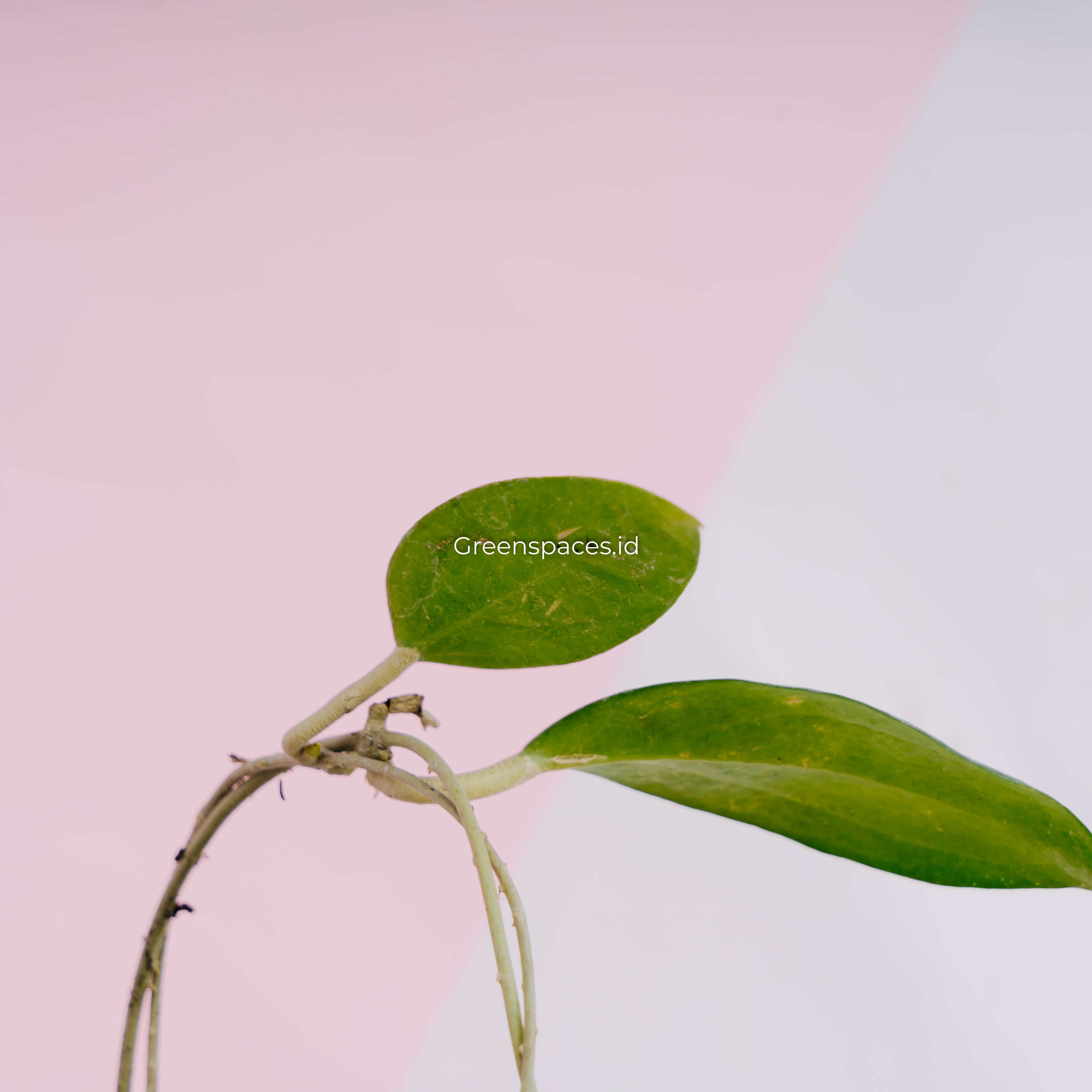 Hoya sp sumba