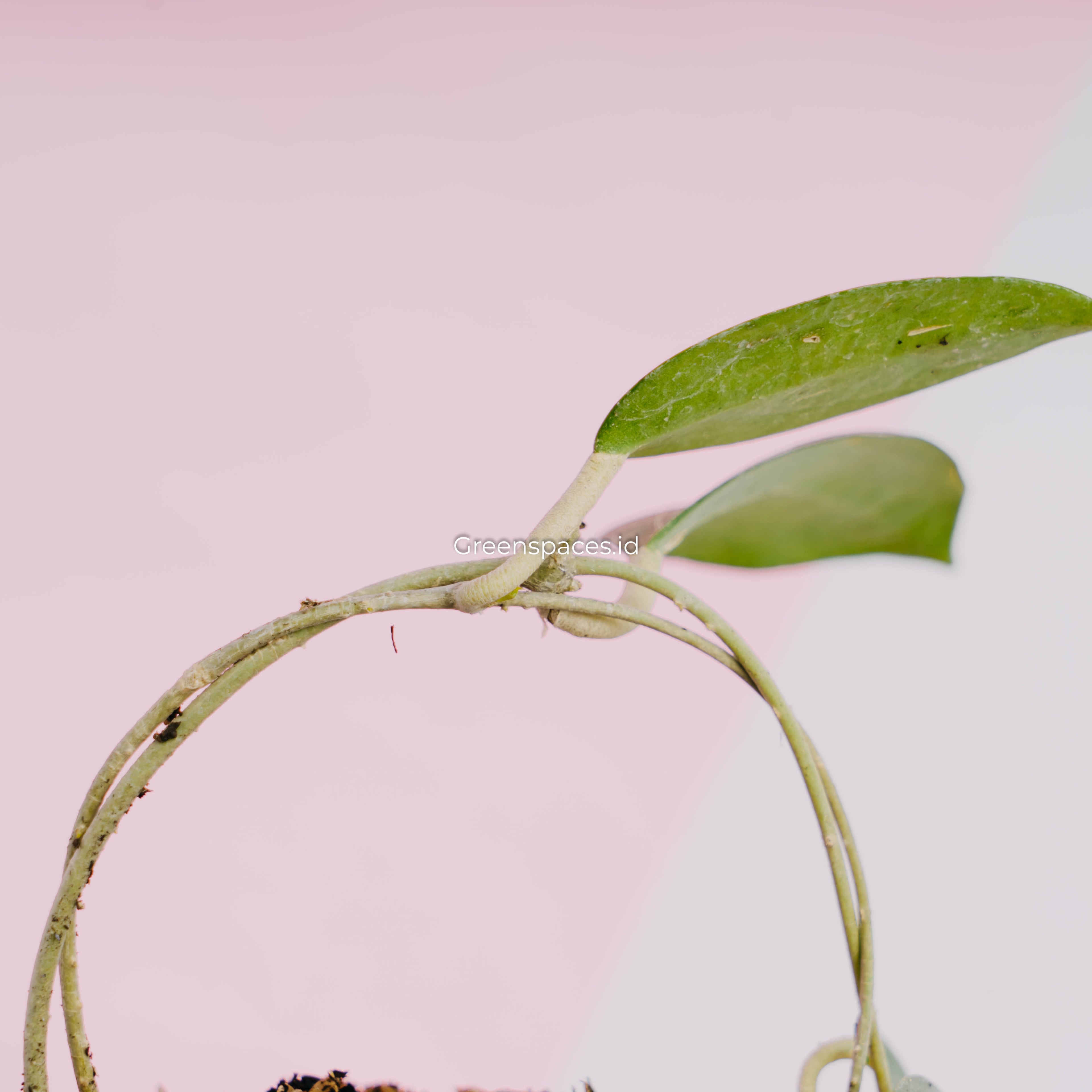 Hoya sp sumba