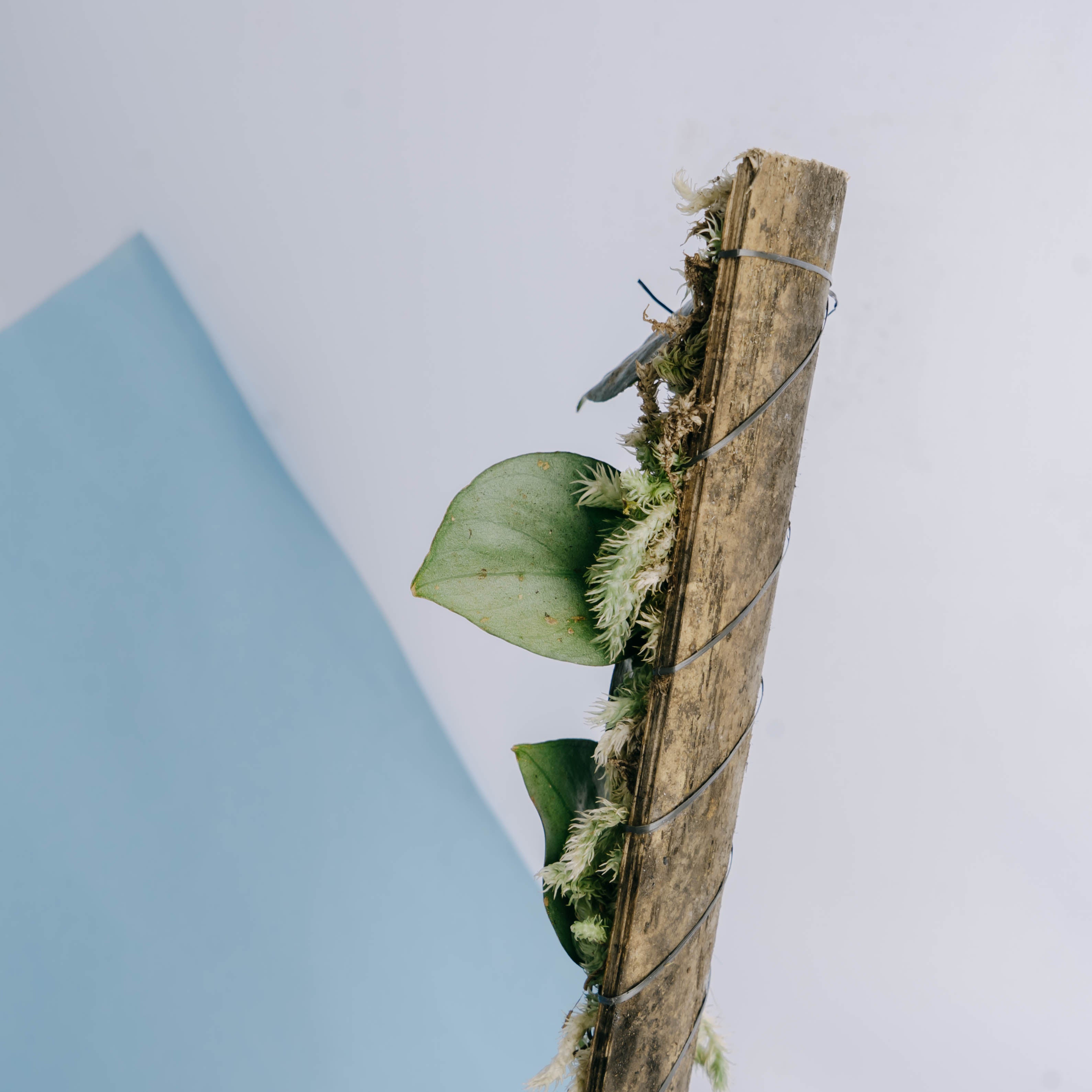 Scindapsus Black Mamba