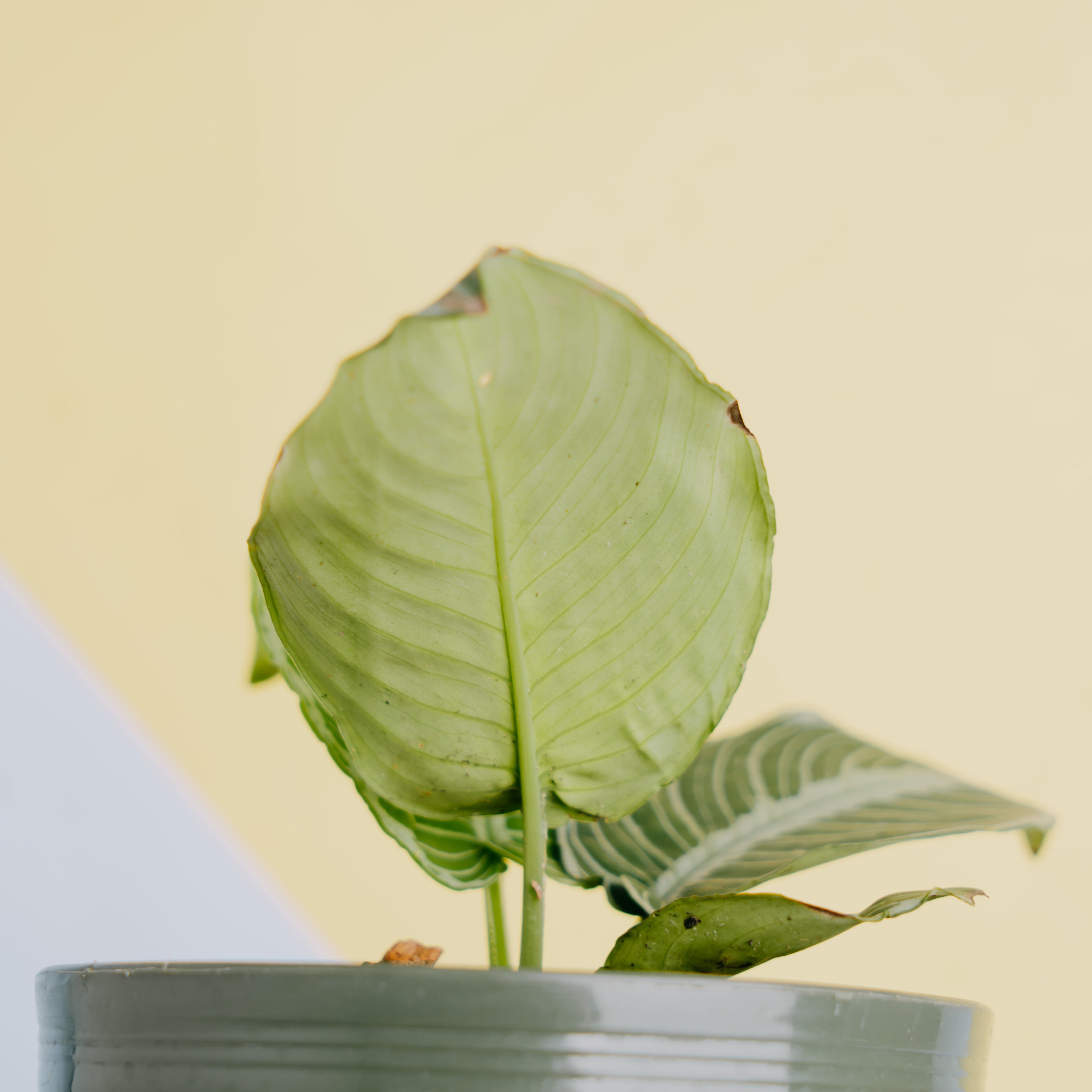 Schismatoglottis chevron - Greenspaces.id