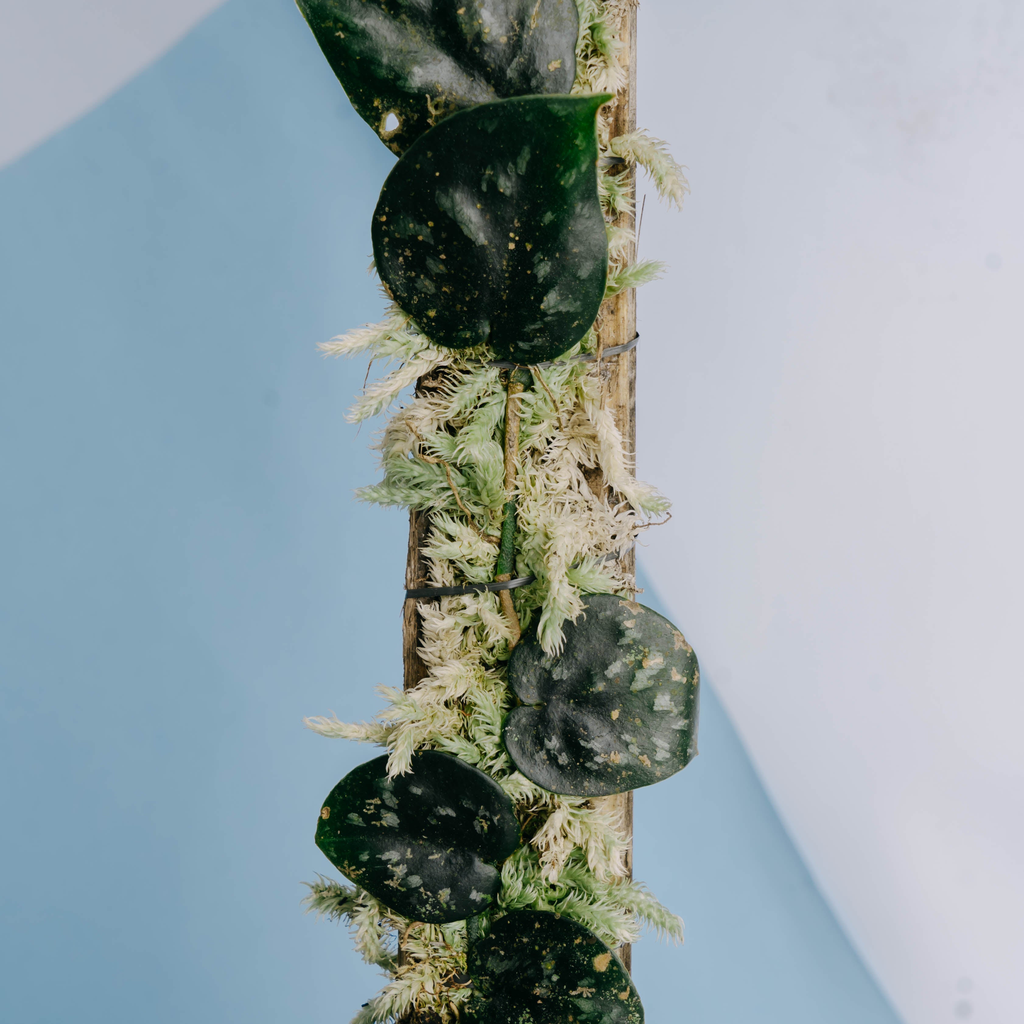 Scindapsus Black Mamba