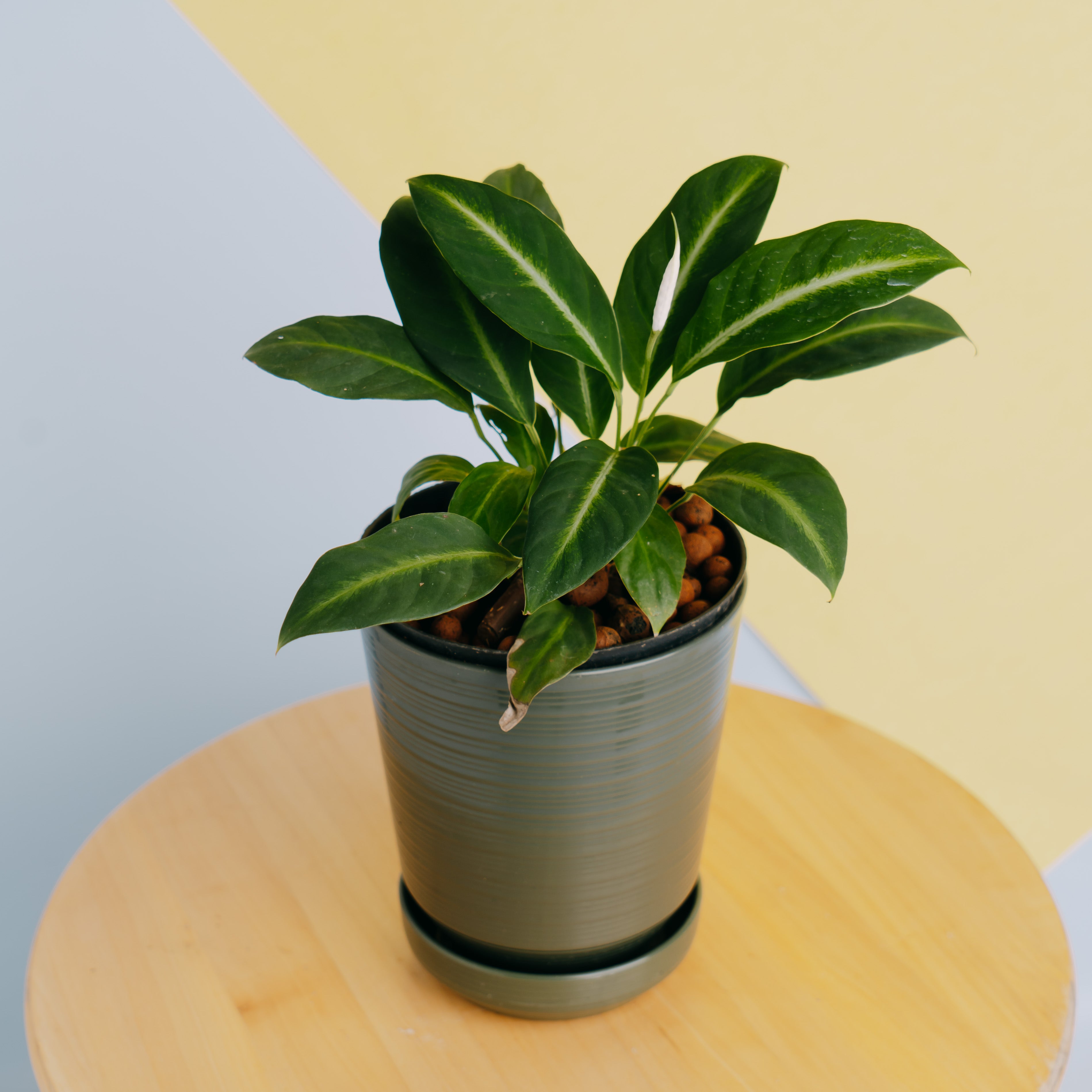 anthurium silver streak Spathiphyllum silver streak – Greenspaces.id