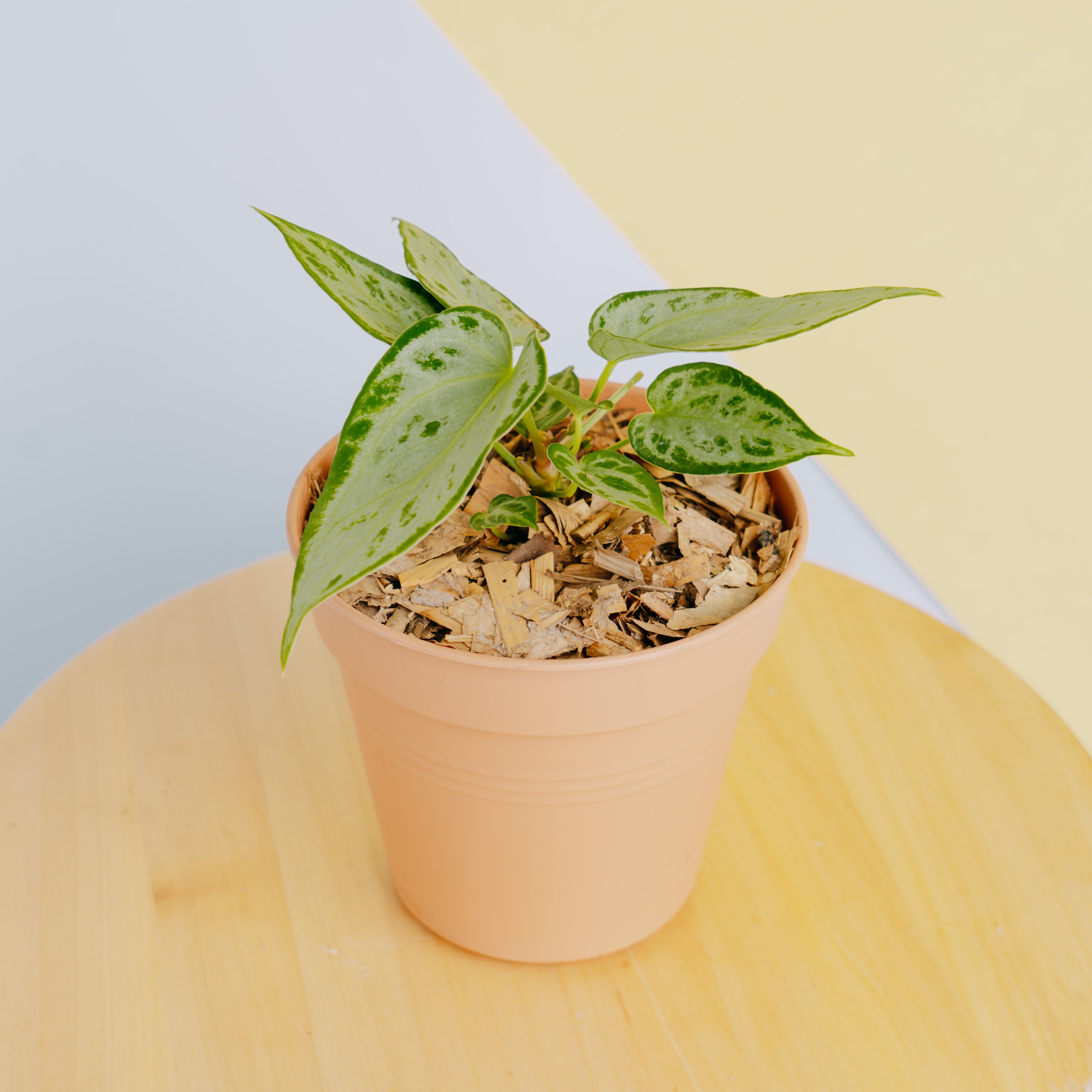 Anthurium silver chrome - Greenspaces.id