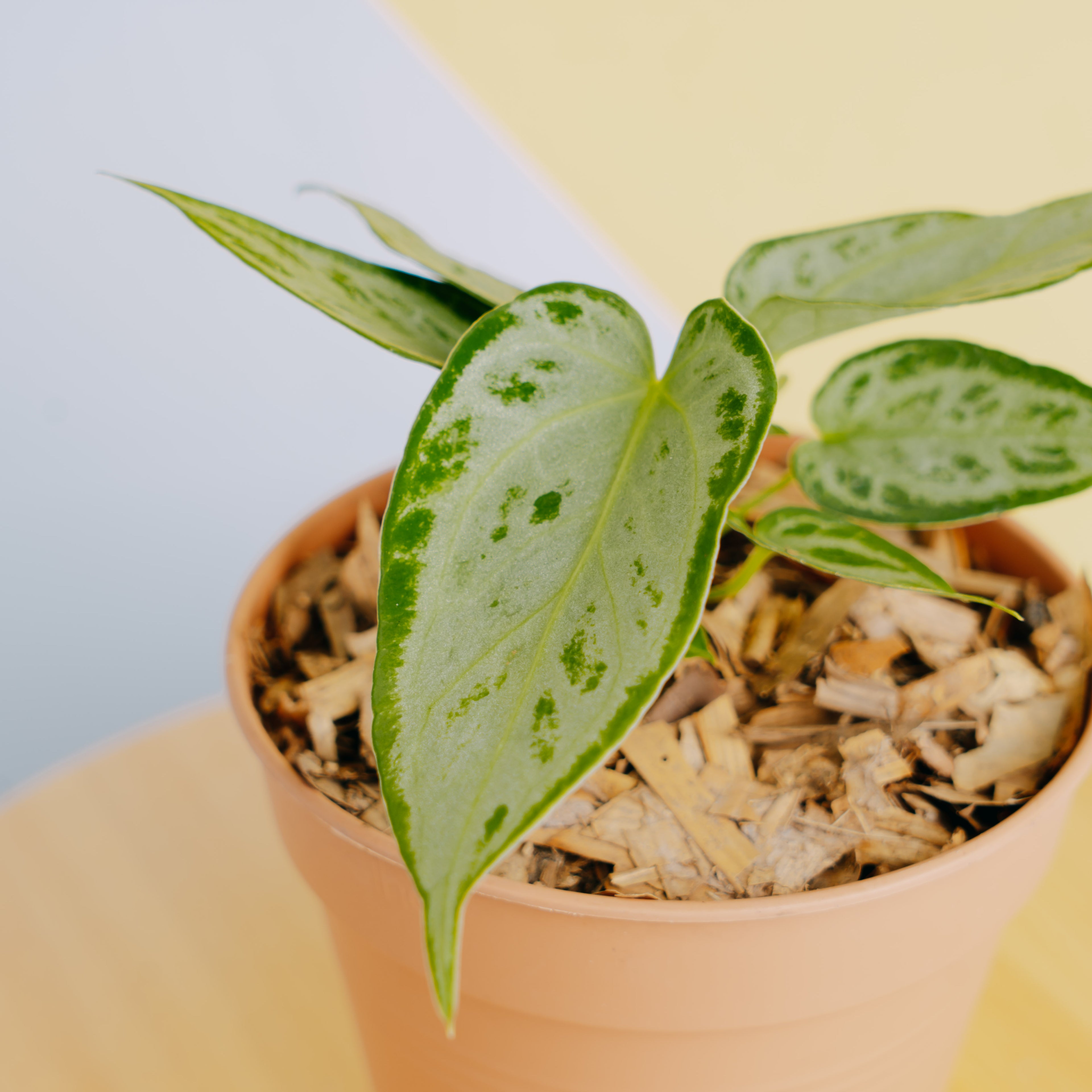 Anthurium silver chrome - Greenspaces.id
