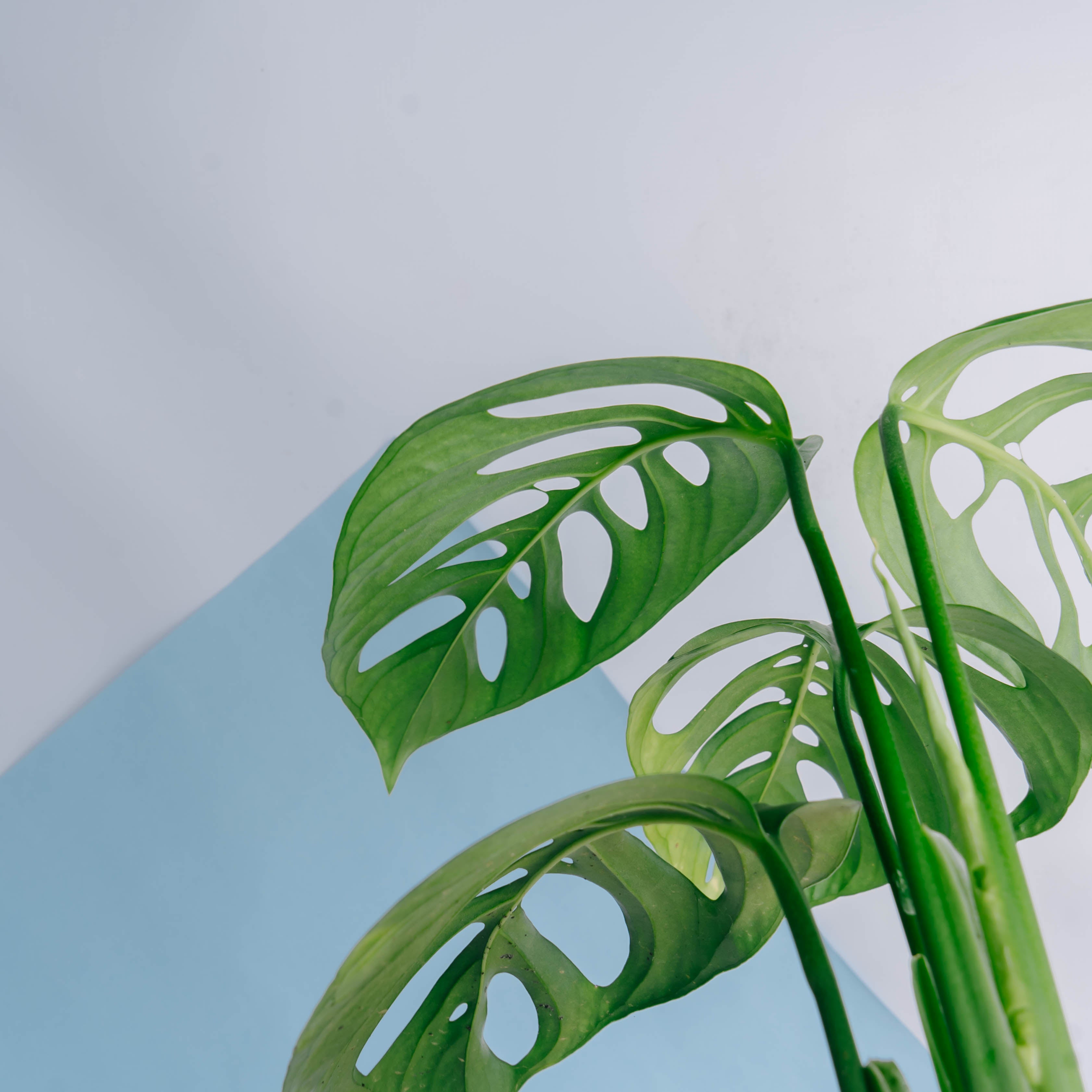 Monstera Esqueleto