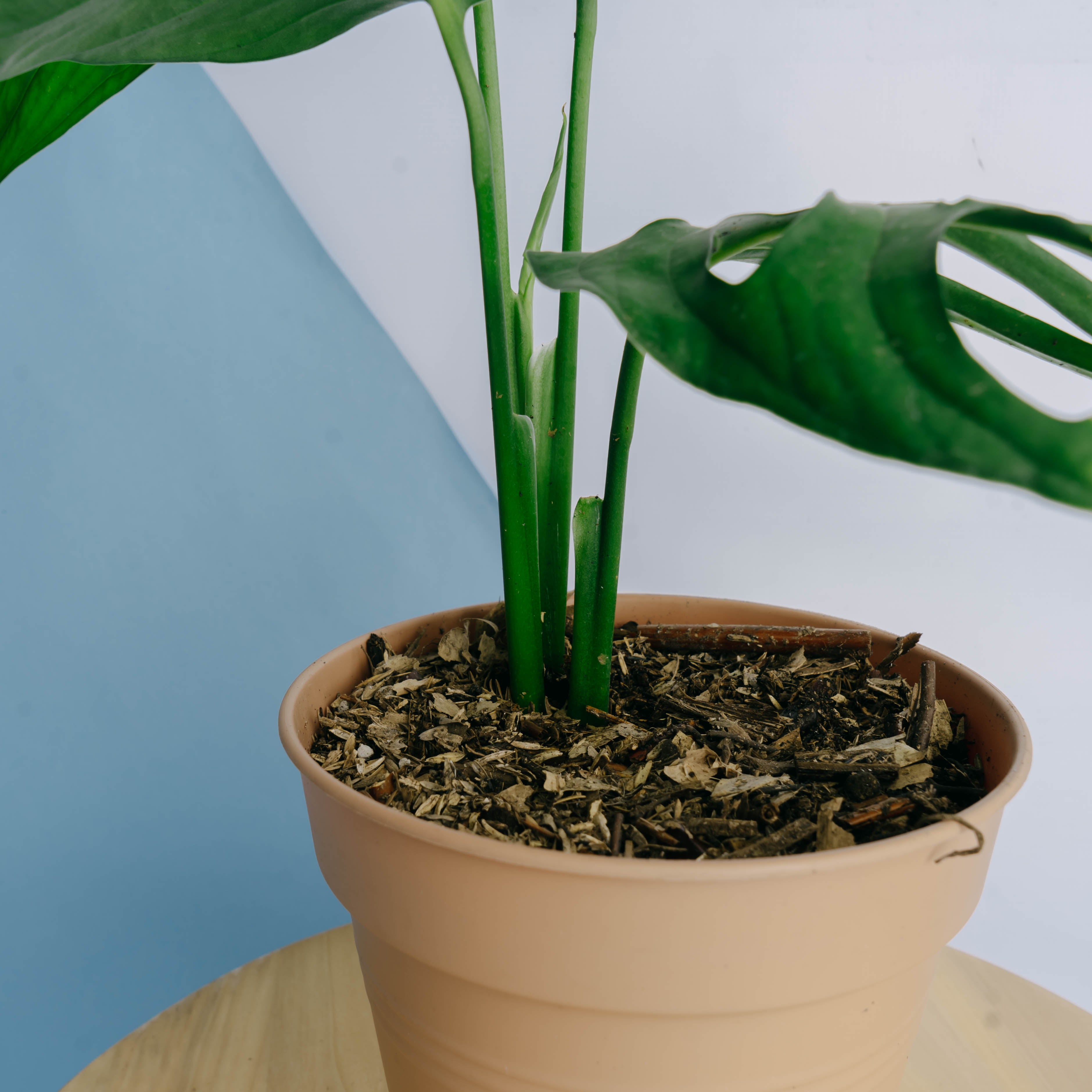 Monstera Esqueleto