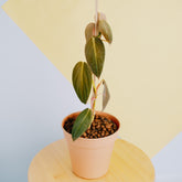 Philodendron gigas  - Greenspaces.id