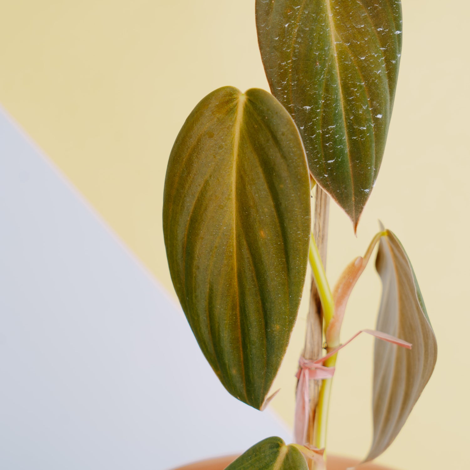 Philodendron gigas  - Greenspaces.id