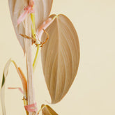 Philodendron gigas  - Greenspaces.id