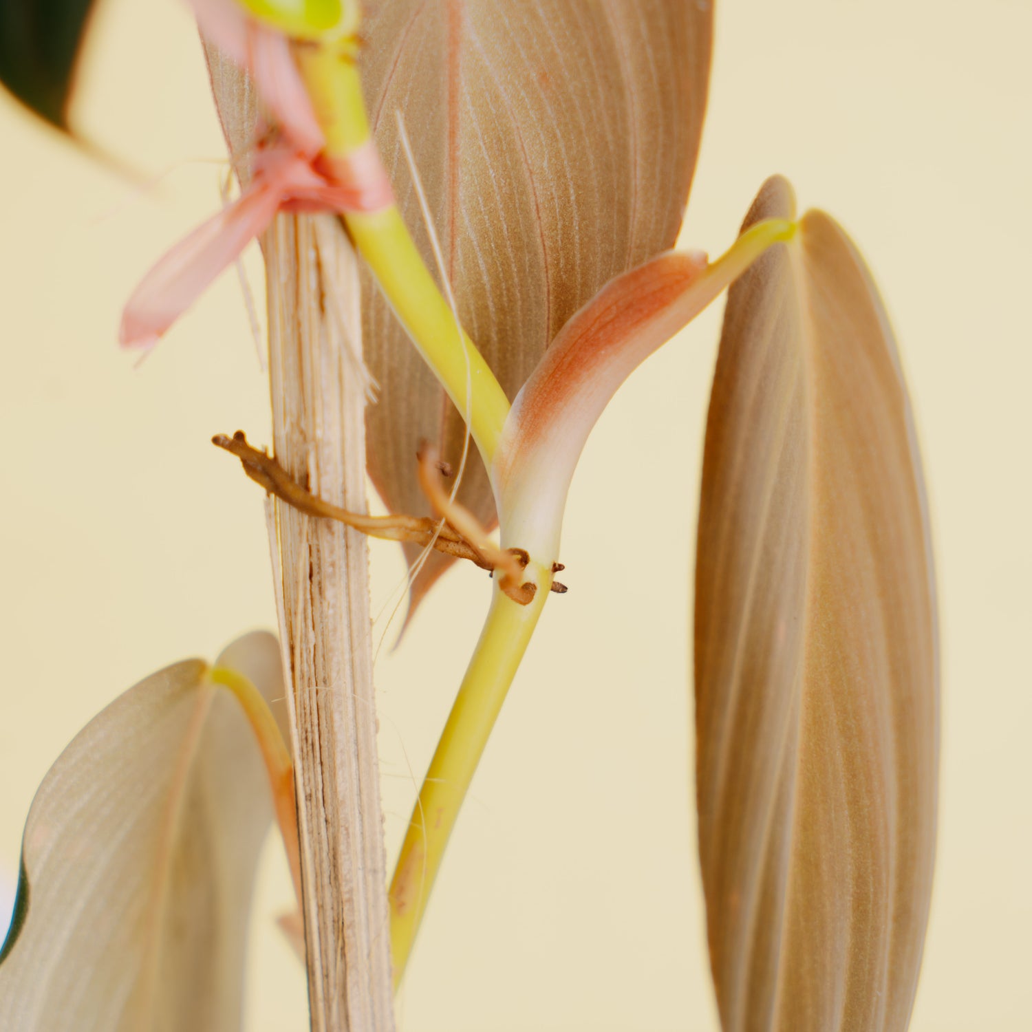 Philodendron gigas  - Greenspaces.id