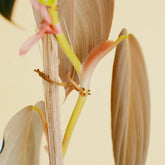 Philodendron gigas  - Greenspaces.id