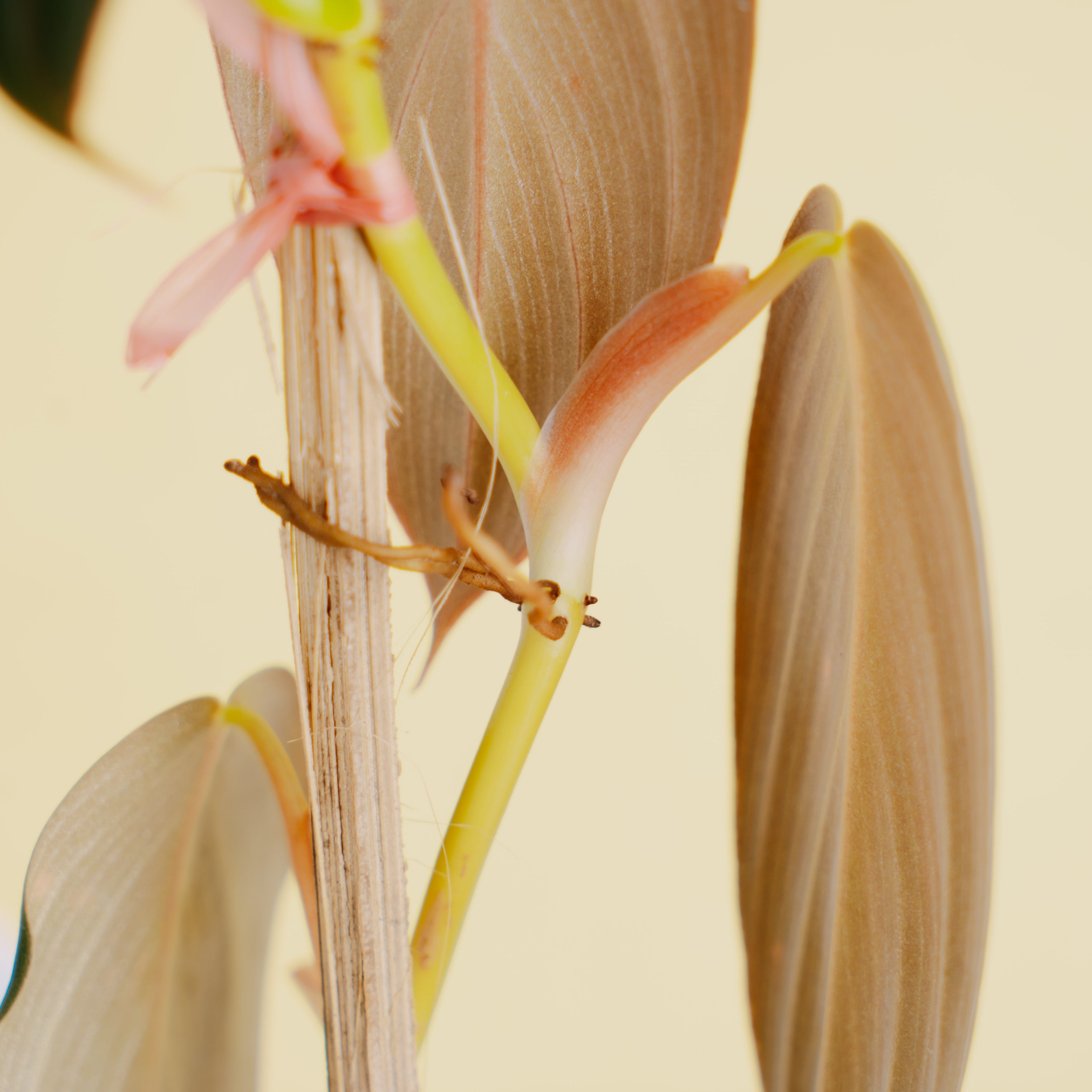 Philodendron gigas  - Greenspaces.id