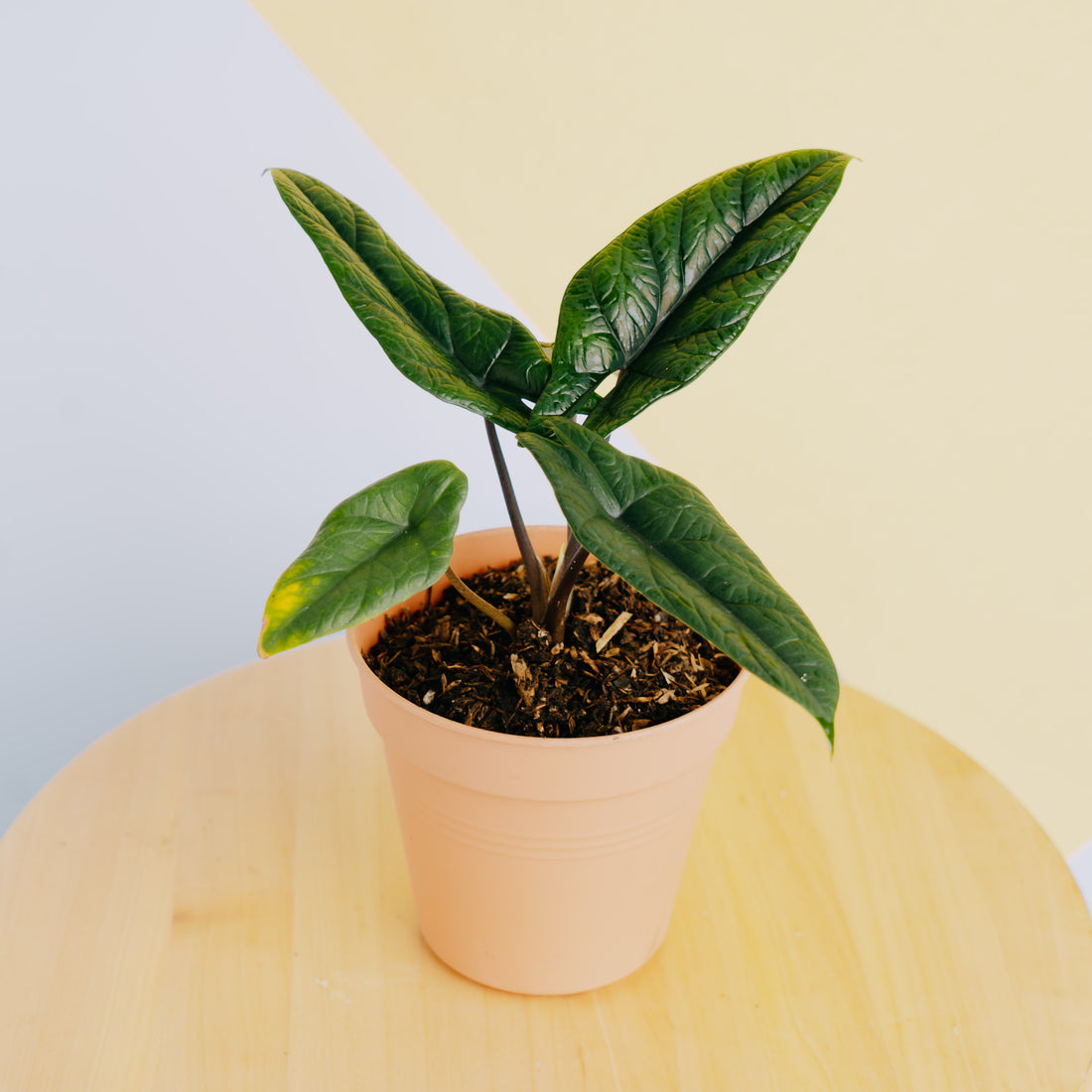 Alocasia Scalfrum