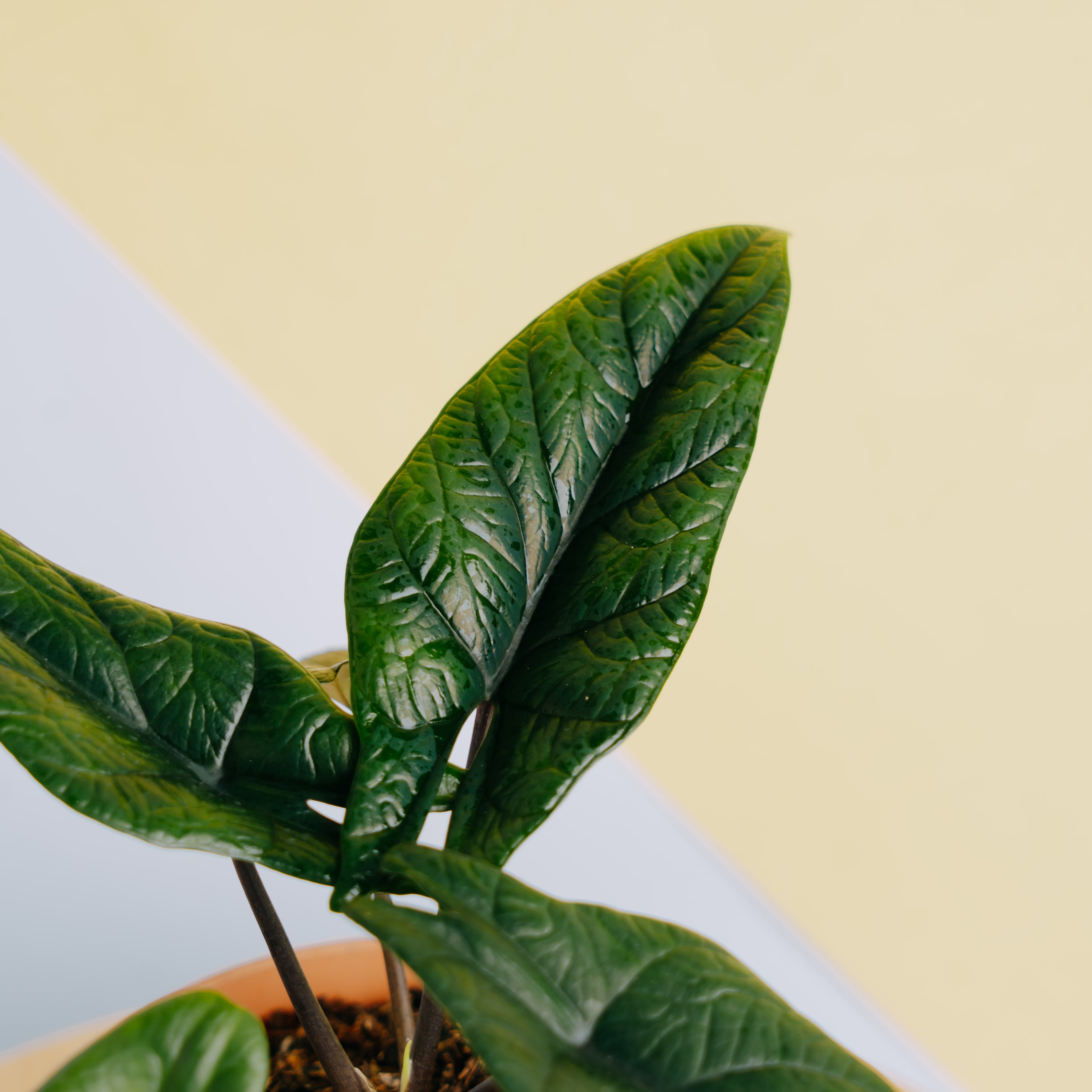 Alocasia Scalfrum