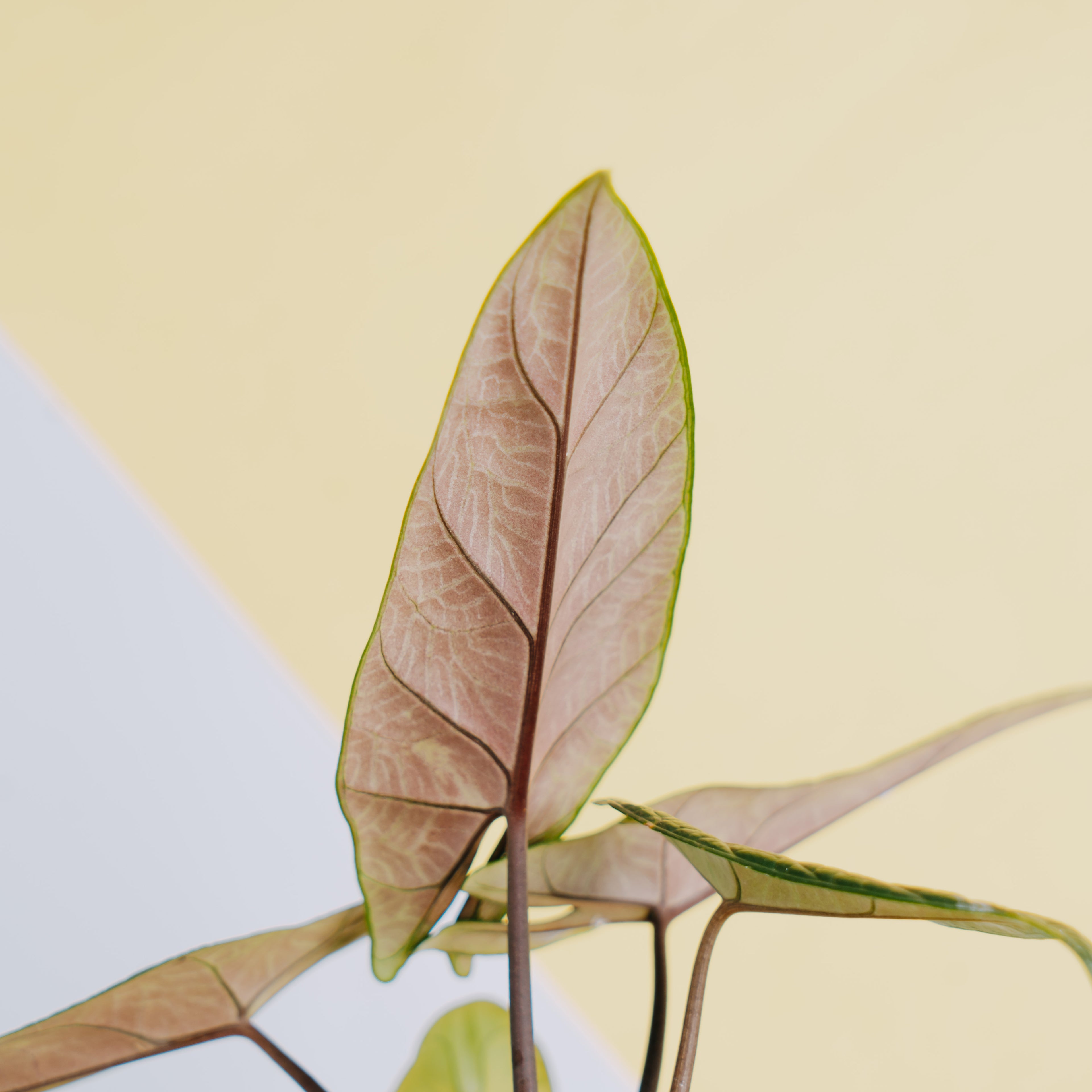Alocasia Scalfrum