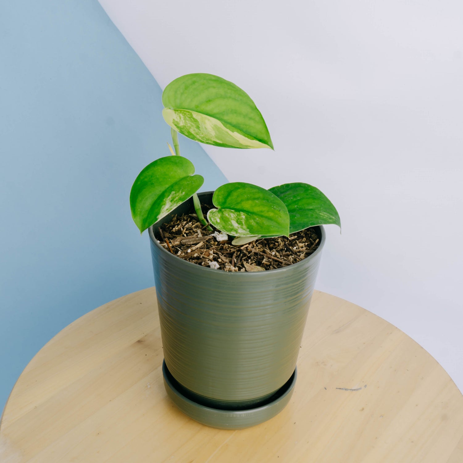 🎁 Scindapsus Jade Satin Variegated (100% off)