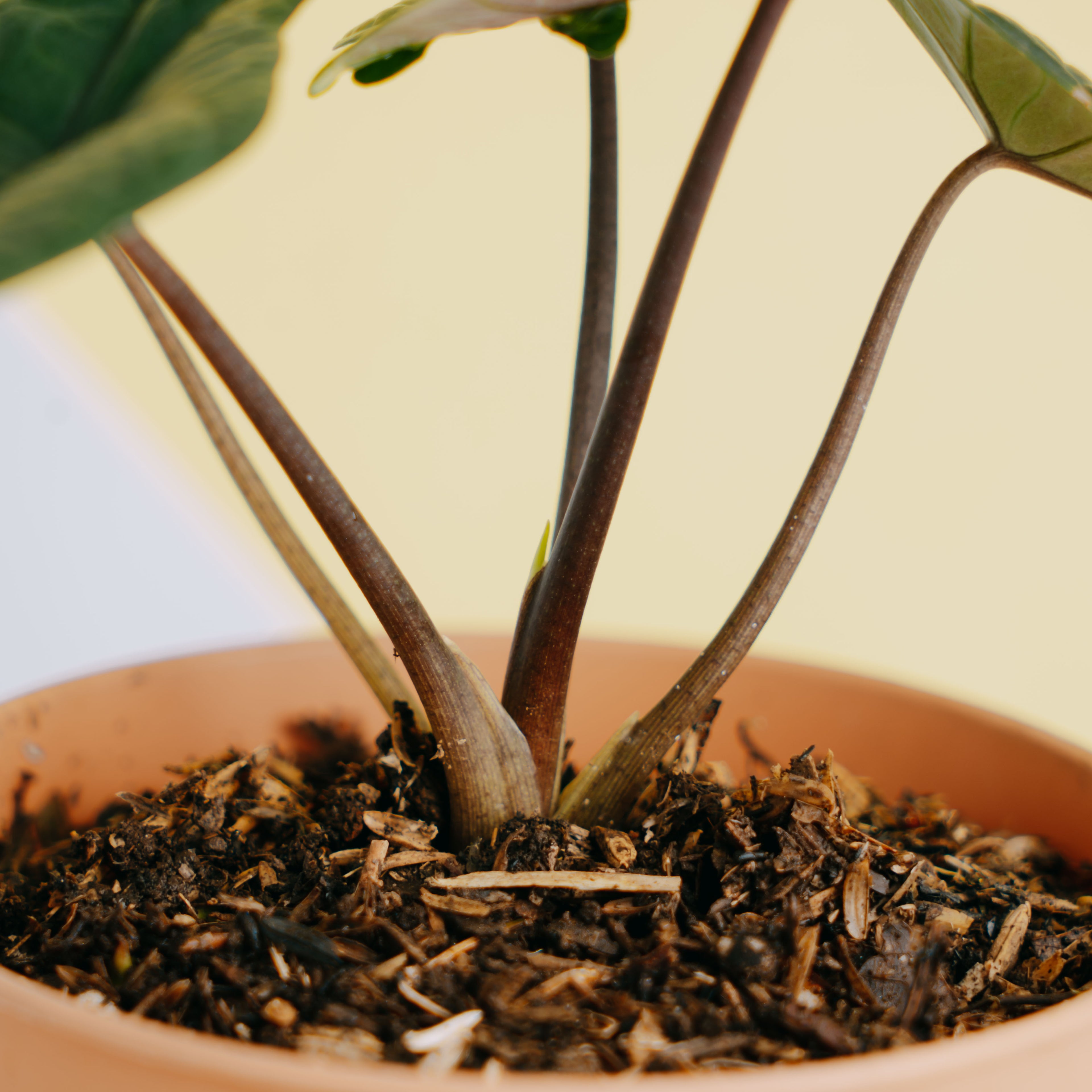 Alocasia Scalfrum