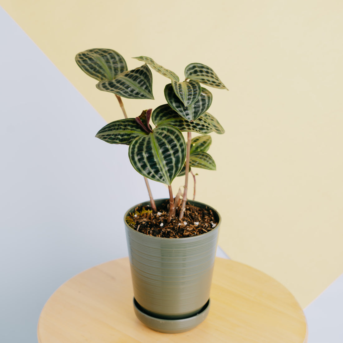 Geogenanthus poeppigii - Greenspaces.id