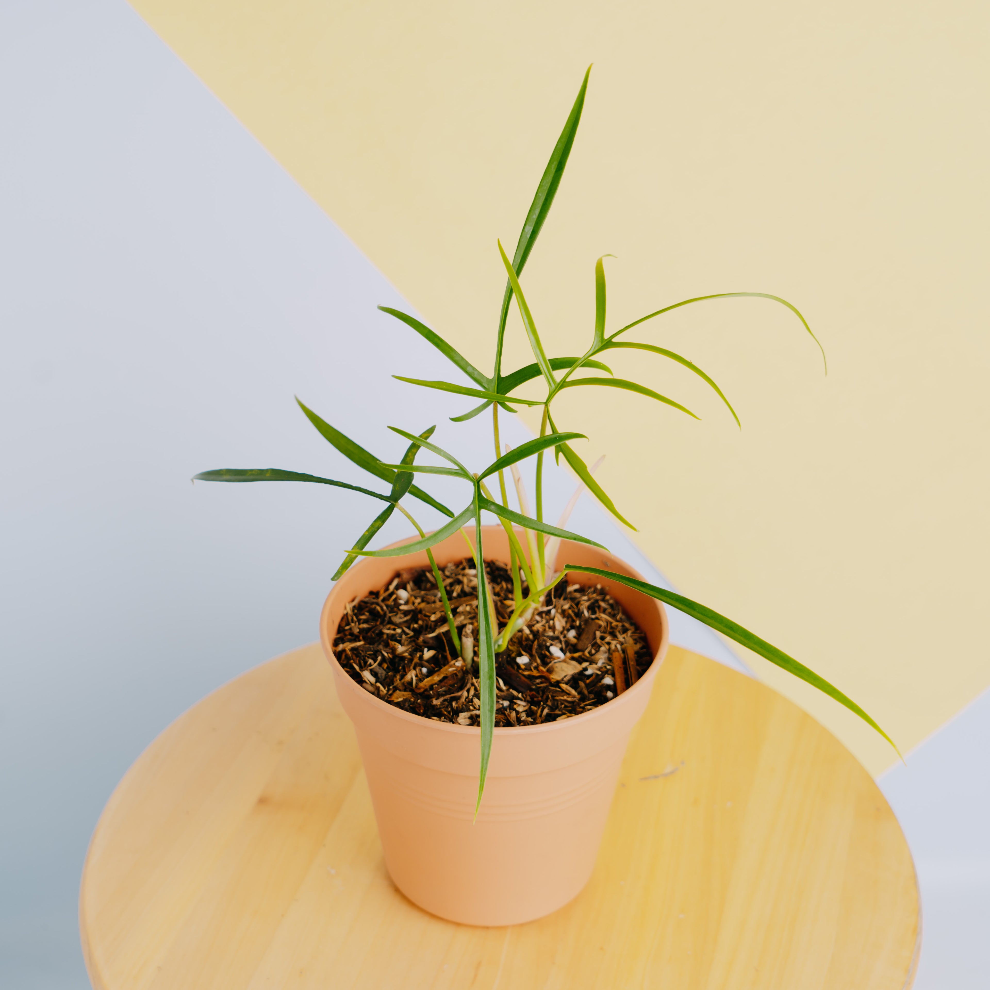 Philodendron polypodioides - Greenspaces.id