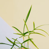 Philodendron polypodioides - Greenspaces.id