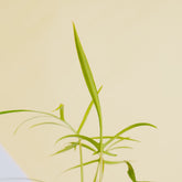 Philodendron polypodioides - Greenspaces.id