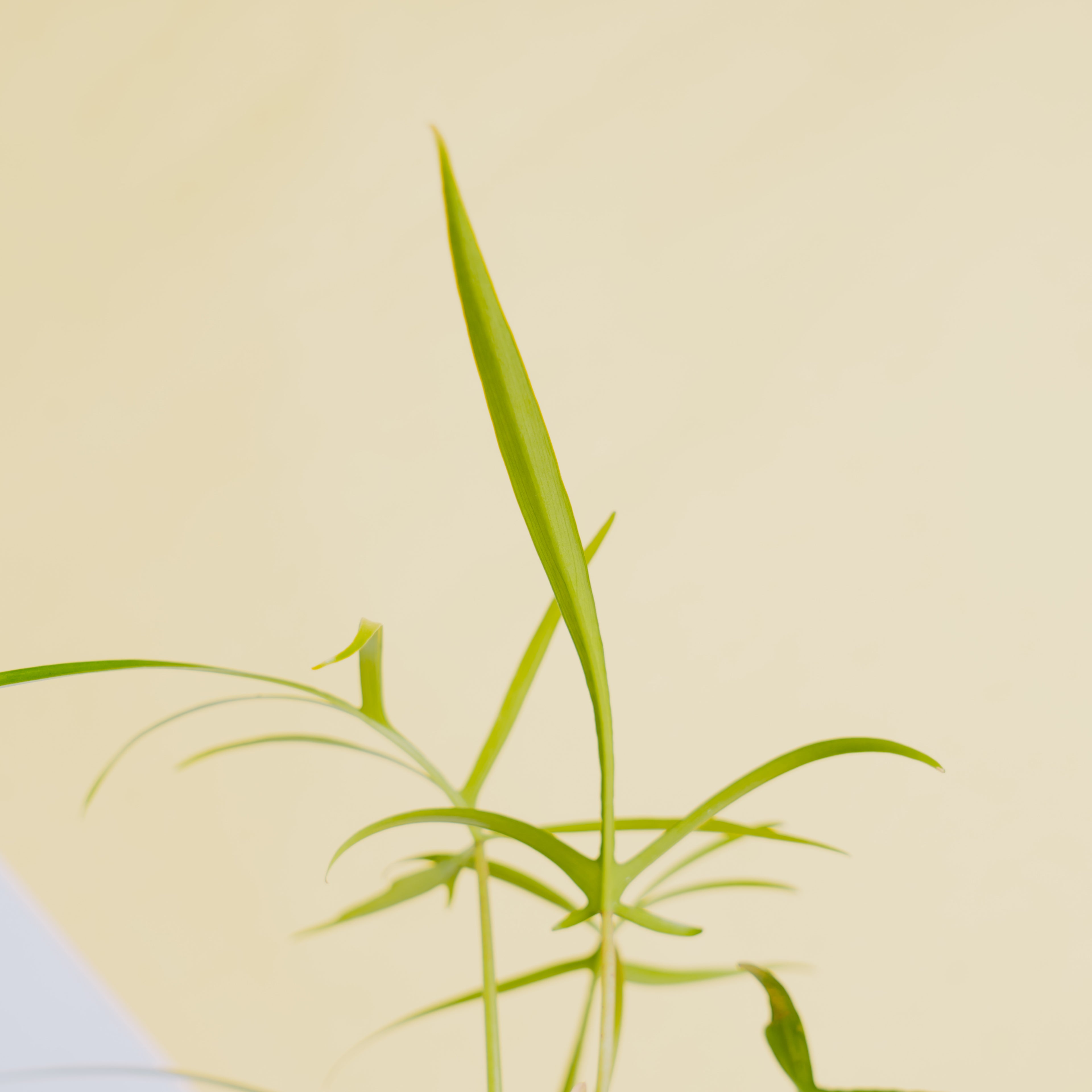 Philodendron polypodioides - Greenspaces.id