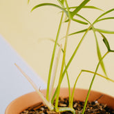 Philodendron polypodioides - Greenspaces.id