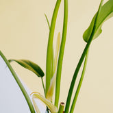 Philodendron ecuadorian - Greenspaces.id