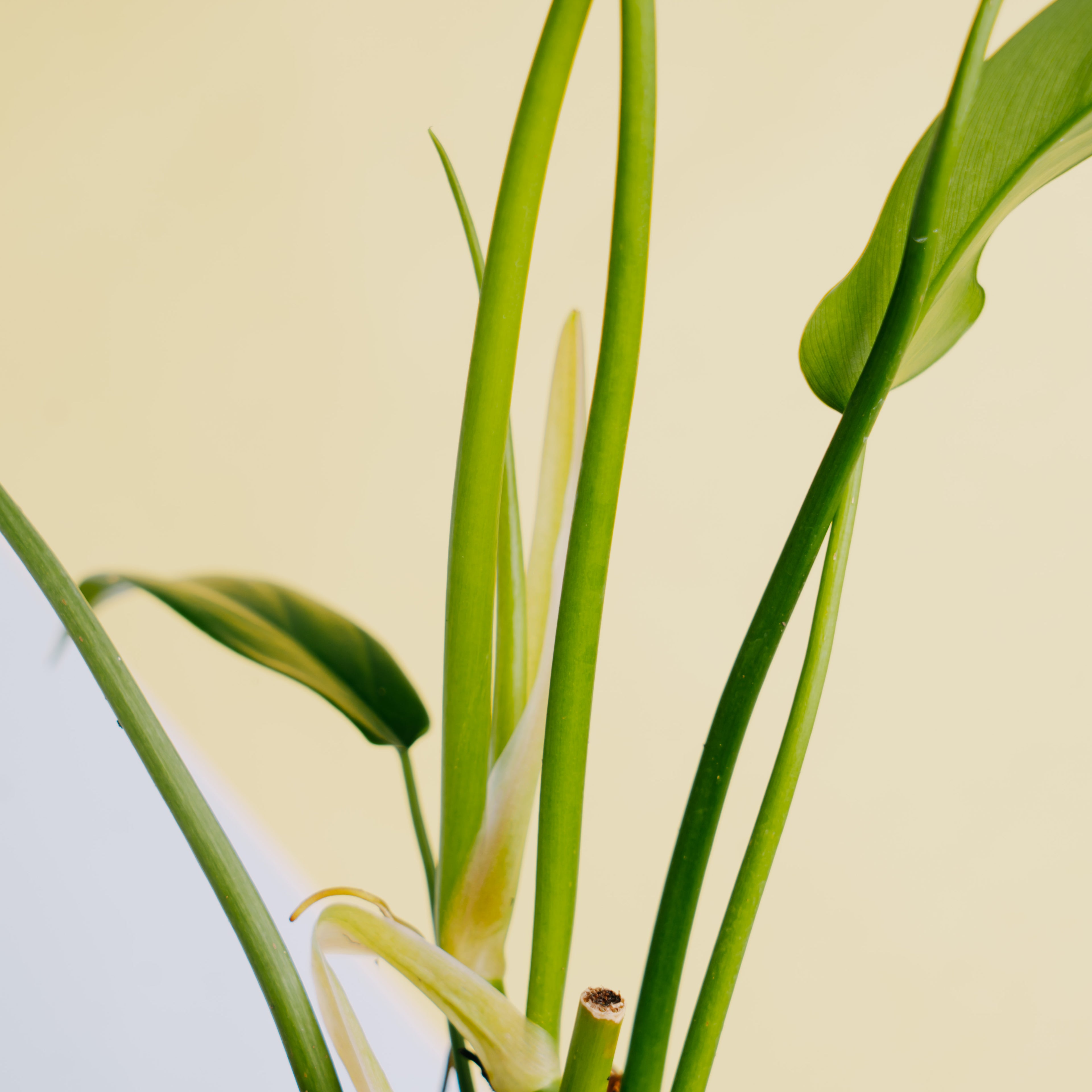 Philodendron ecuadorian - Greenspaces.id