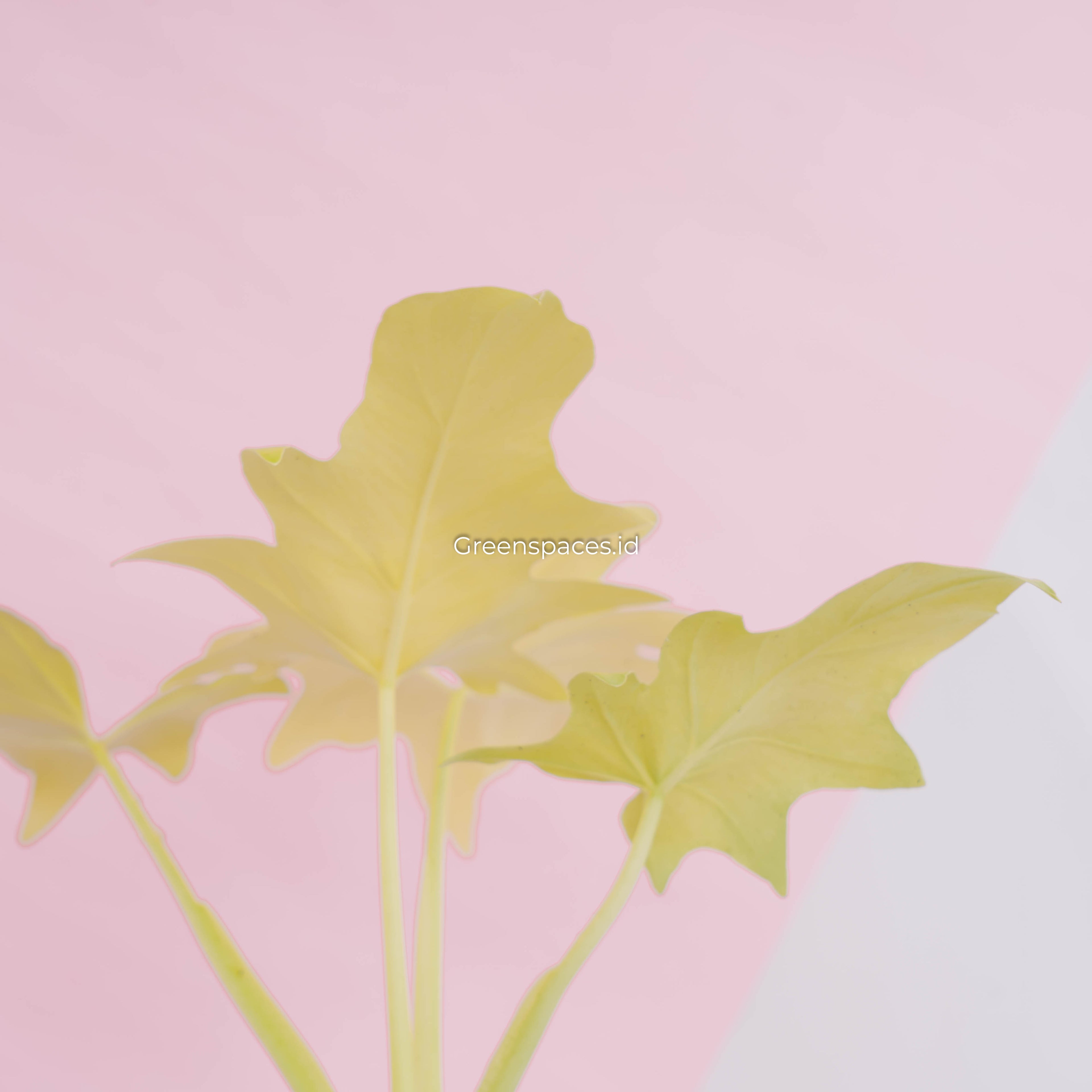 Philodendron warscewiczii aurea flavum