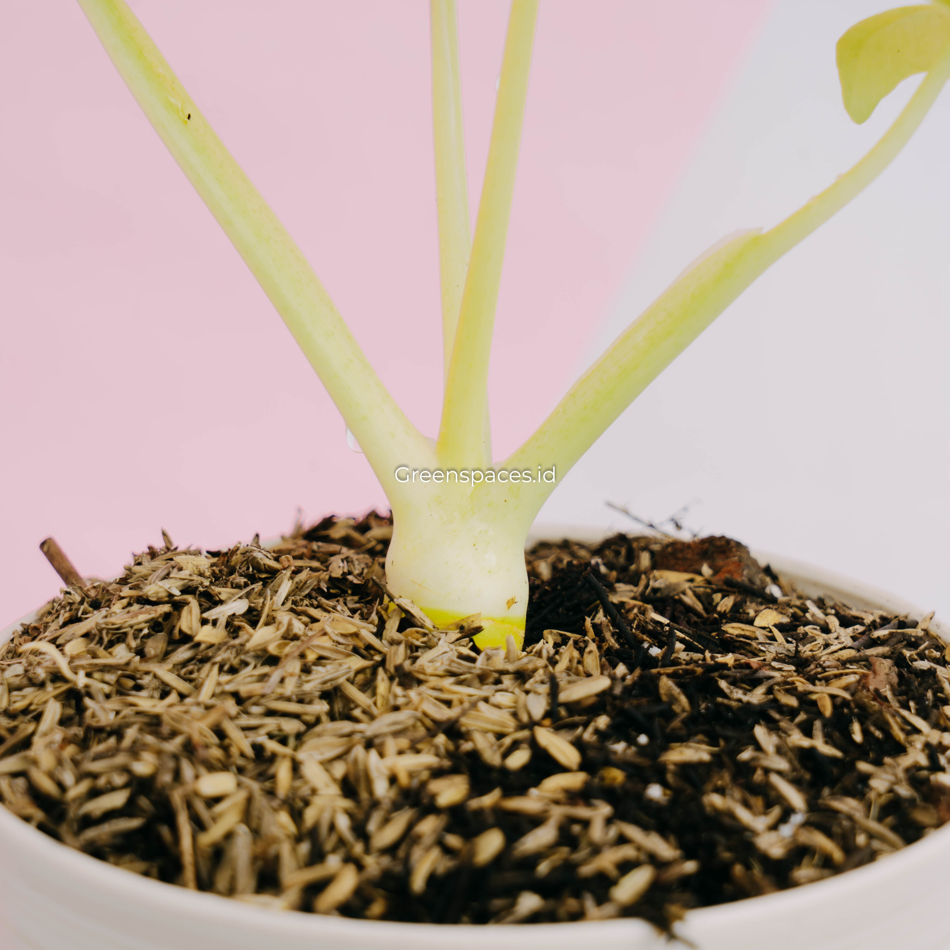 Philodendron warscewiczii aurea flavum