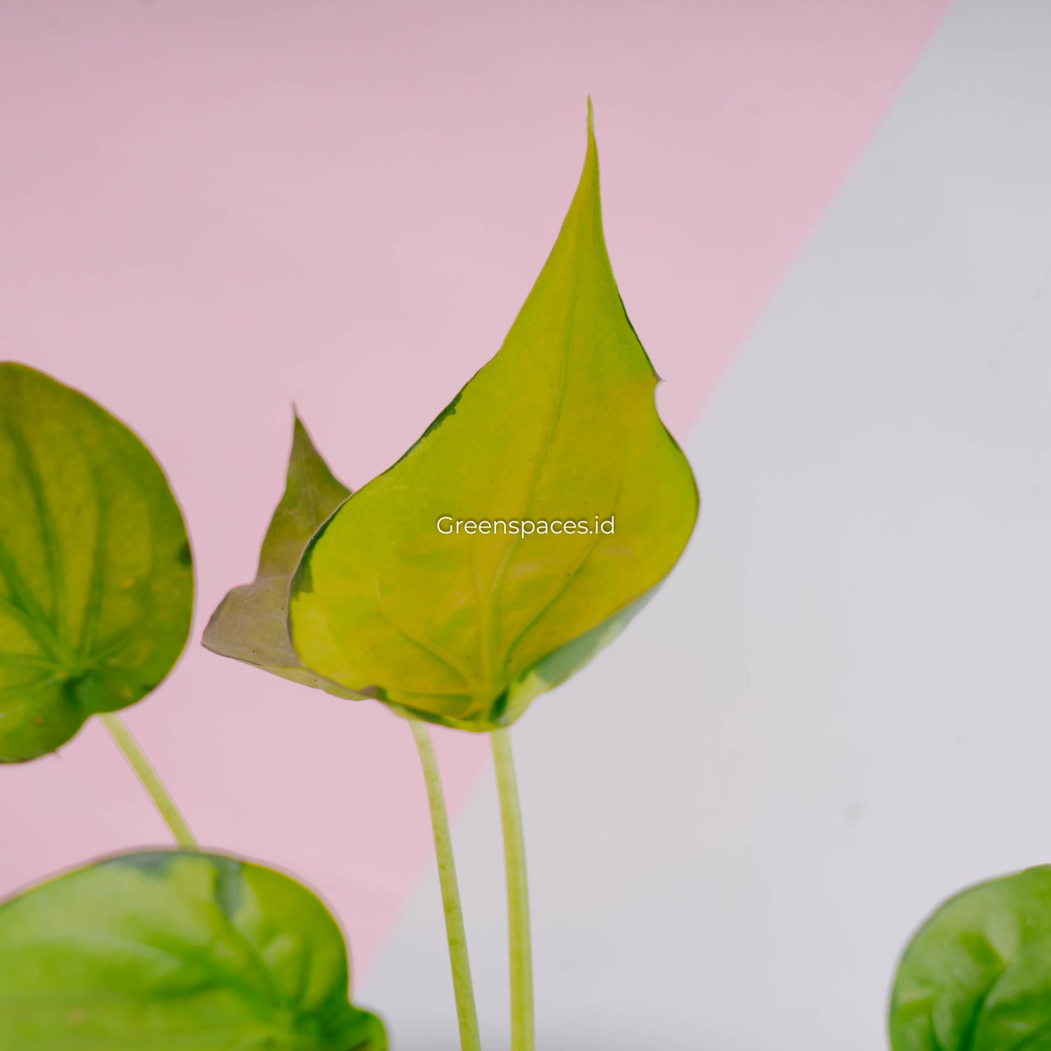 Alocasia Cuculata Variegated